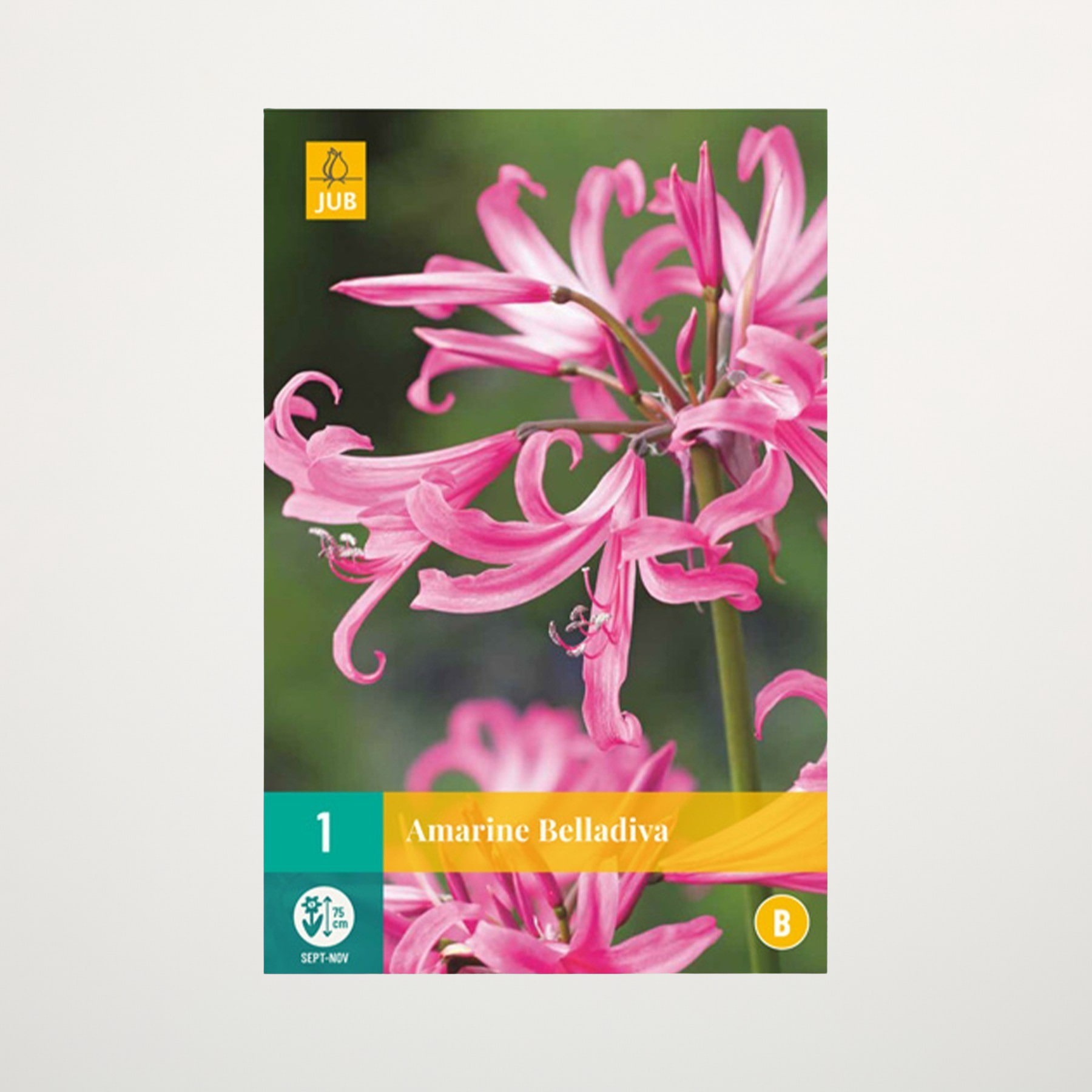 Das Bild zeigt eine Nahaufnahme leuchtend rosa Blüten mit zarten Blütenblättern vor einem unscharfen grünen Hintergrund.