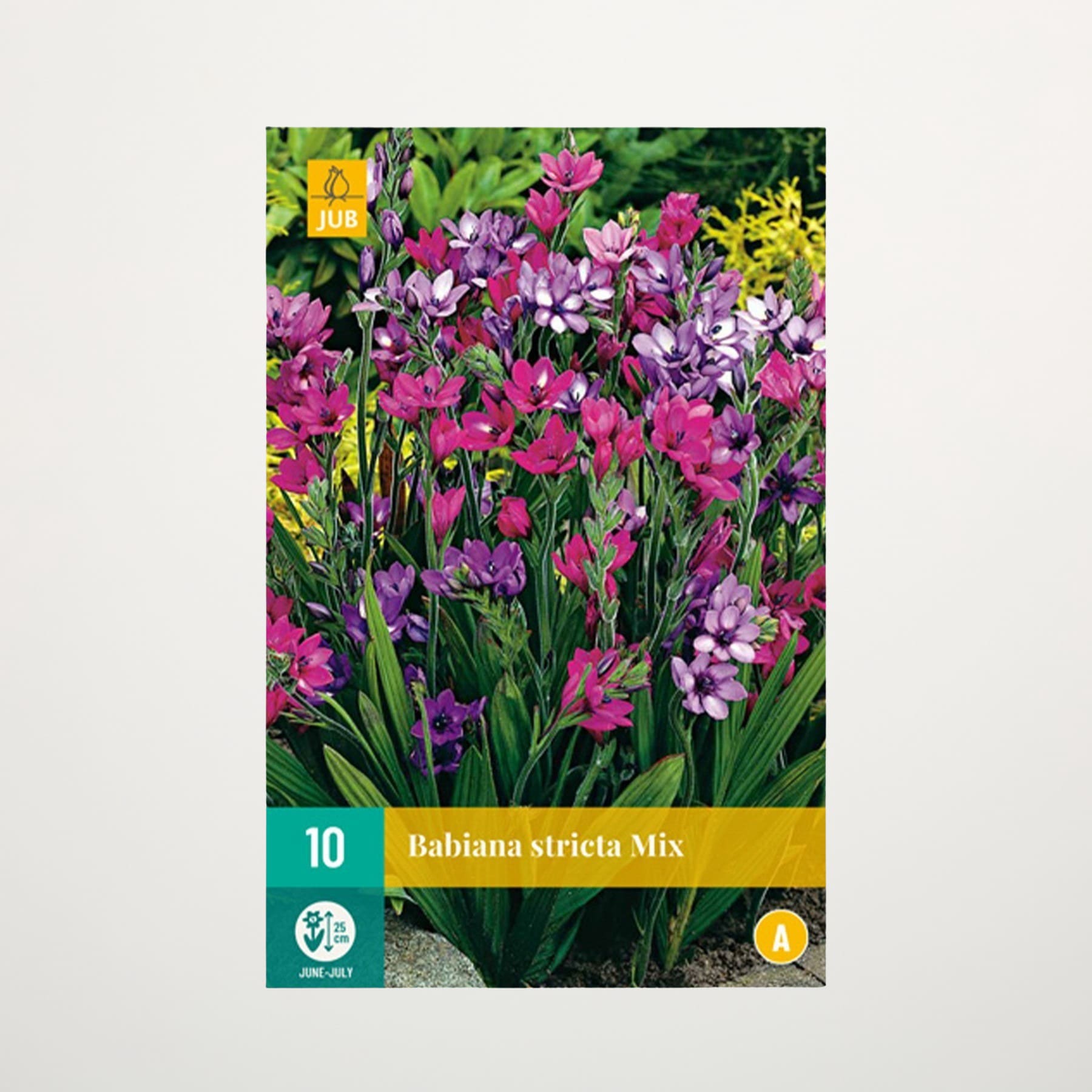 Ein lebendiger Garten voller bunter Blumen, darunter rosa und violette Blüten der Babiana strieta, vor einem üppigen grünen Hintergrund.