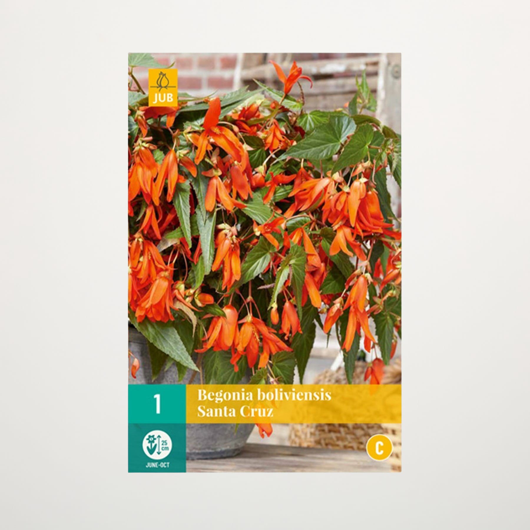 Leuchtend orangefarbene Begonienblüten blühen, umgeben von üppigem grünem Laub, vor dem Hintergrund einer Backsteinmauer.