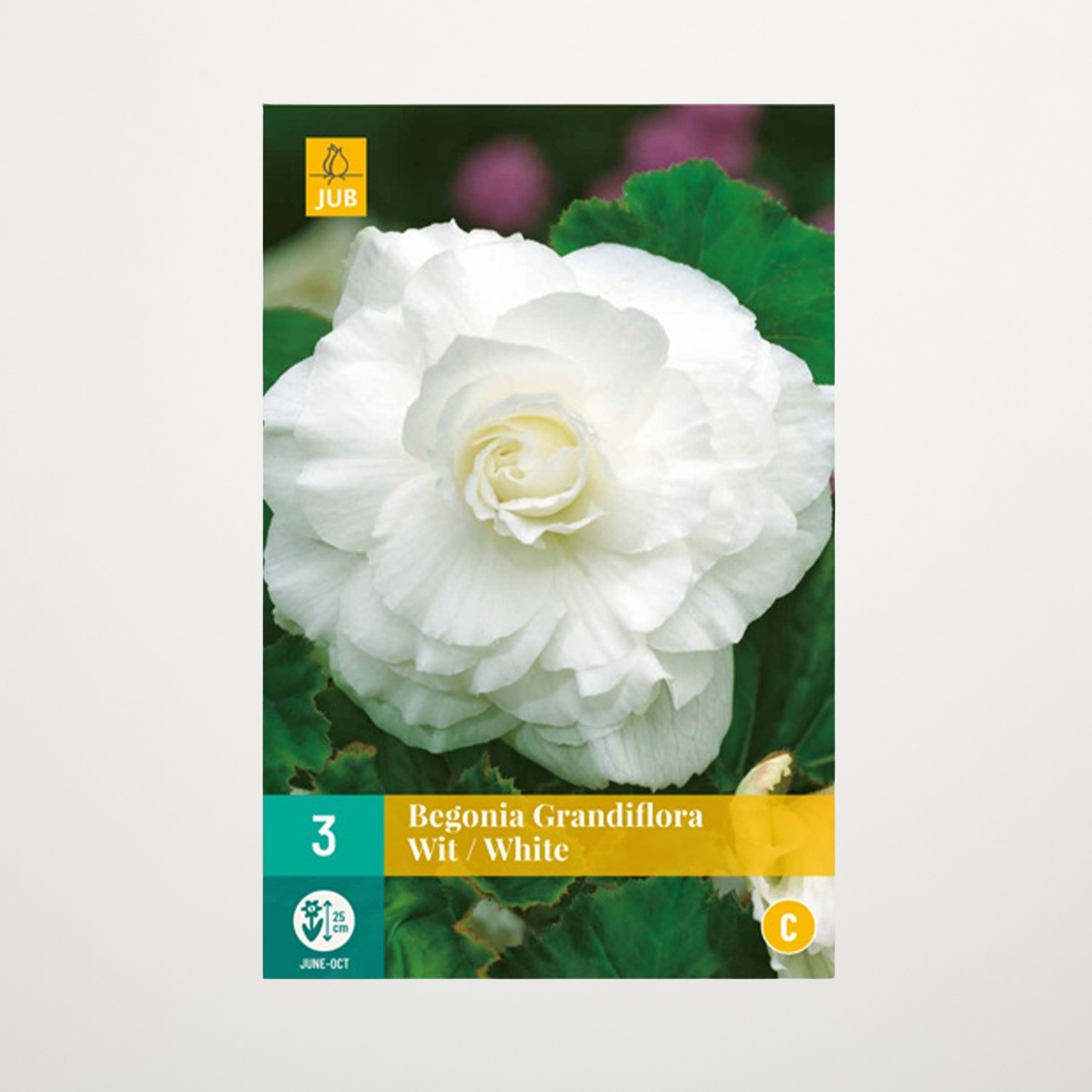 Eine große, üppige weiße Begonienblüte mit zarten Blütenblättern steht prominent im Vordergrund, umgeben von grünem Laub vor einem unscharfen Hintergrund.