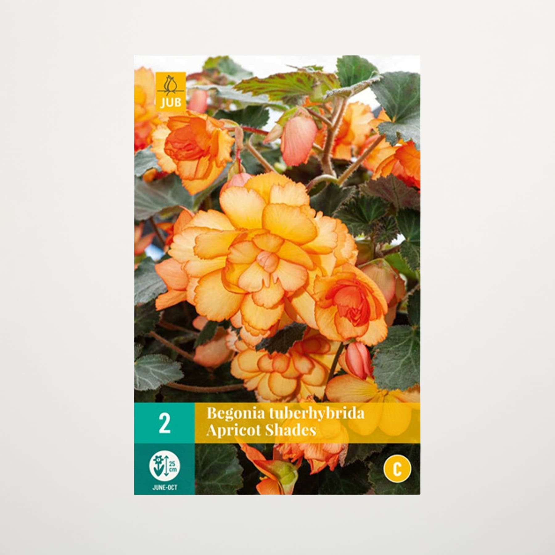 Das Bild zeigt leuchtend orange und gelbe Begonienblüten mit grünen Blättern im Vordergrund, vor einem unscharfen natürlichen Hintergrund.