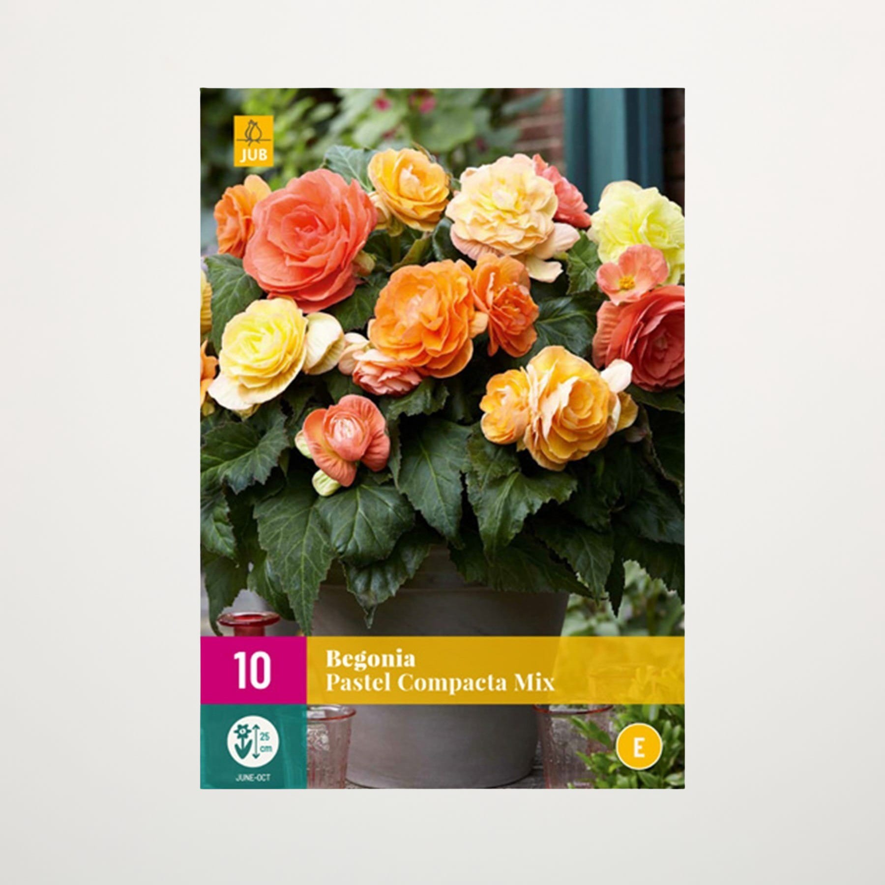 Eine leuchtende Pracht orangefarbener, gelber und roter Begonienblüten in einem Blumentopf vor einem verschwommenen grünen Hintergrund.