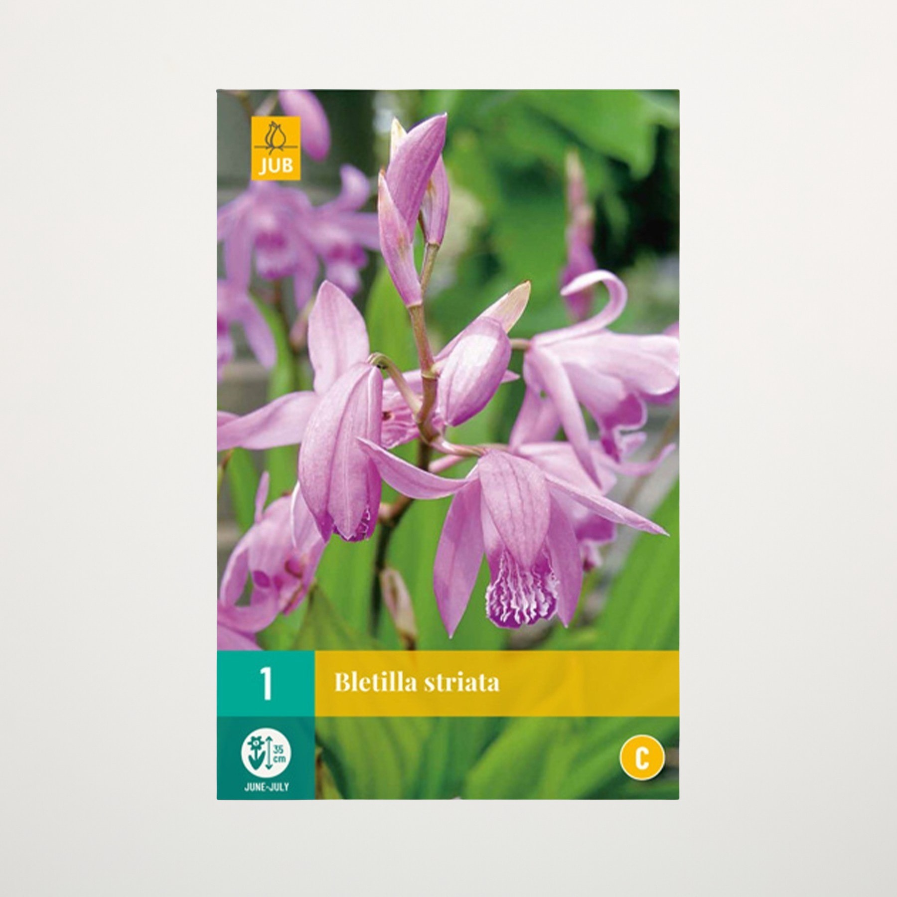 Das Bild zeigt mehrere leuchtend rosa Orchideenblüten mit zarten Blütenblättern vor einem unscharfen grünen Hintergrund.