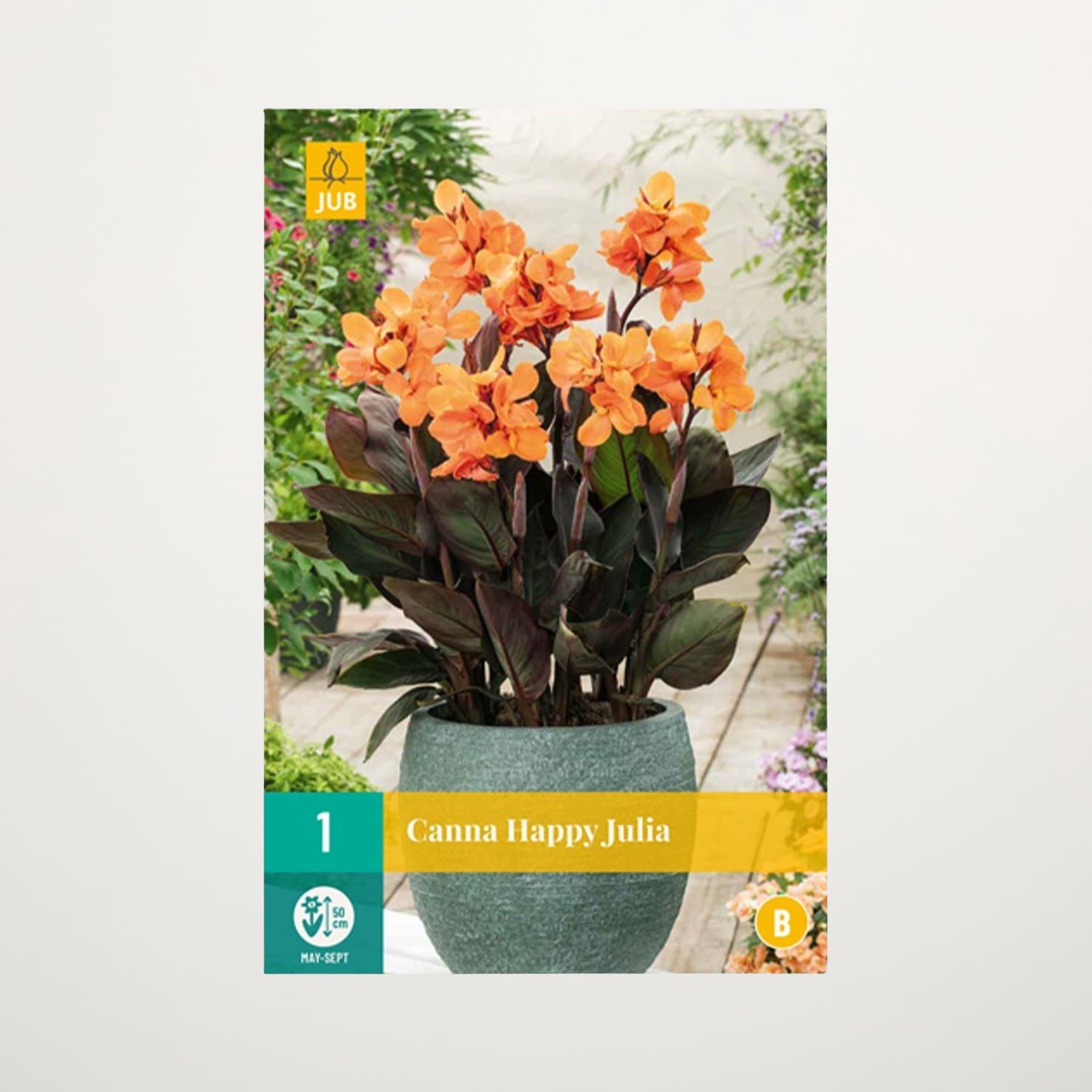 Das Bild zeigt eine Topfpflanze mit leuchtend orangefarbenen Blüten, umgeben von üppigem Grün im Hintergrund.