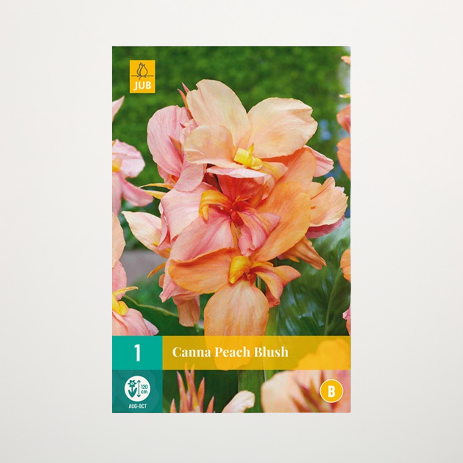 Das Bild zeigt eine Nahaufnahme einer leuchtend pfirsichfarbenen Canna-Lilienblüte mit gelben Akzenten vor einem unscharfen grünen Hintergrund.