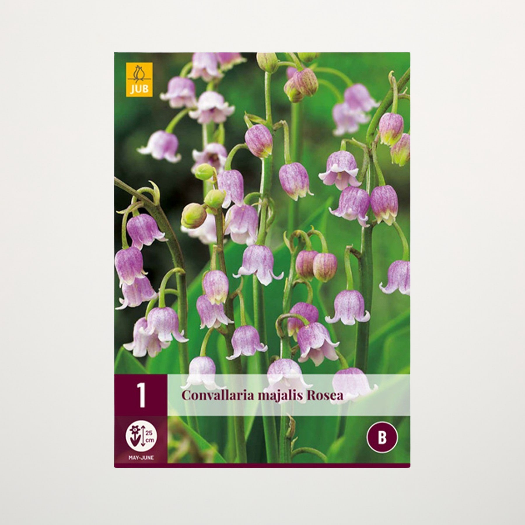 Das Bild zeigt eine Nahaufnahme einer Ansammlung zarter, rosa-violetter, glockenförmiger Blüten mit grünen Stielen und Blättern vor einem unscharfen grünen Hintergrund.