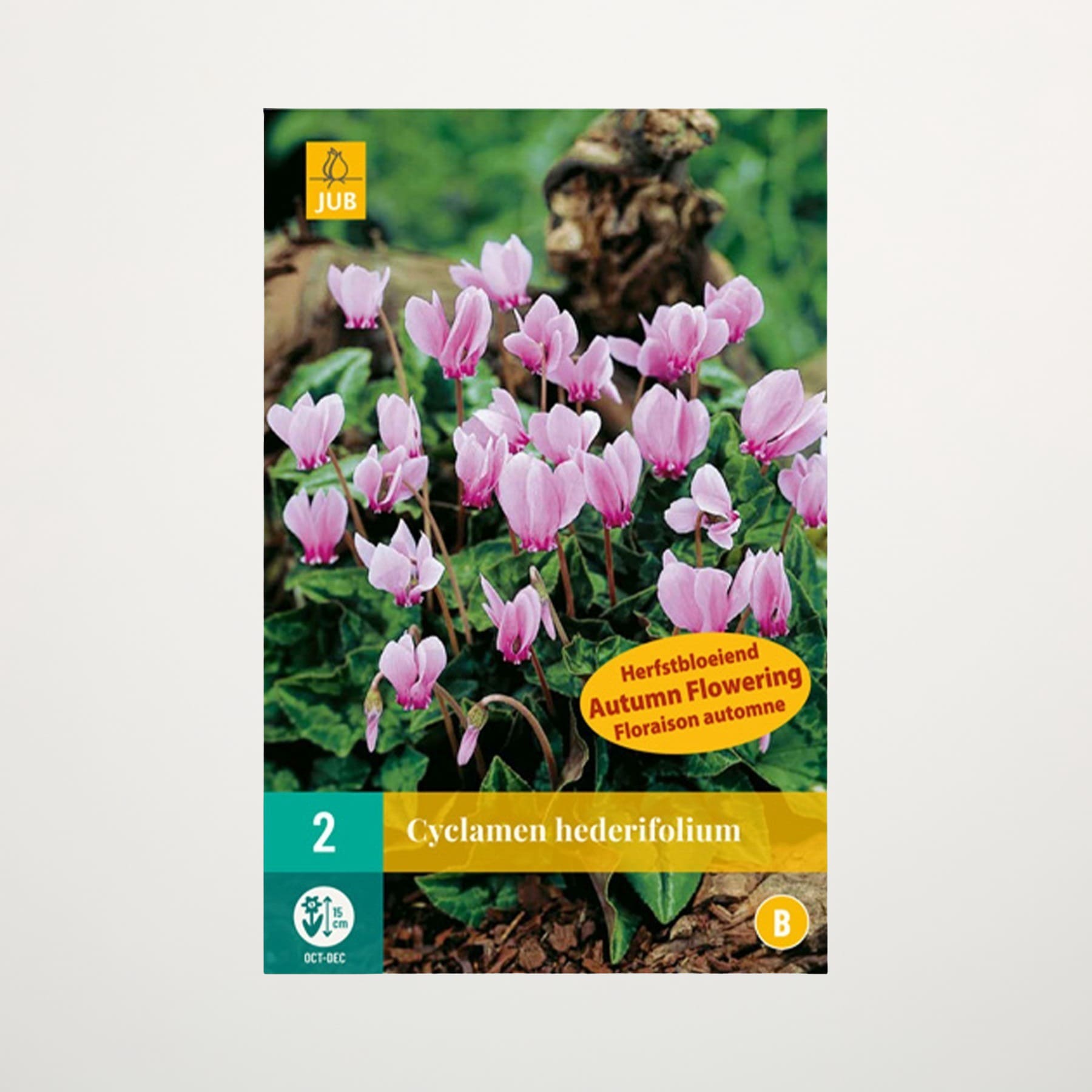 Das Bild zeigt eine Gruppe leuchtend rosa Alpenveilchenblüten, die inmitten einer üppigen, grünen Naturlandschaft blühen.