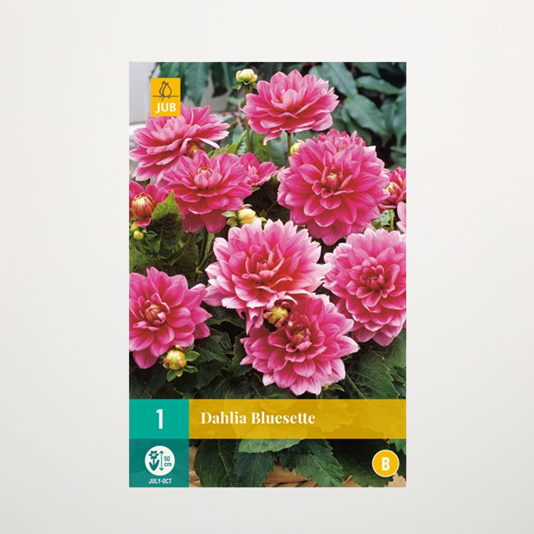 Das Bild zeigt eine leuchtende Pracht rosafarbener Dahlienblüten in voller Blüte vor einem Hintergrund aus üppigem, grünem Laub.