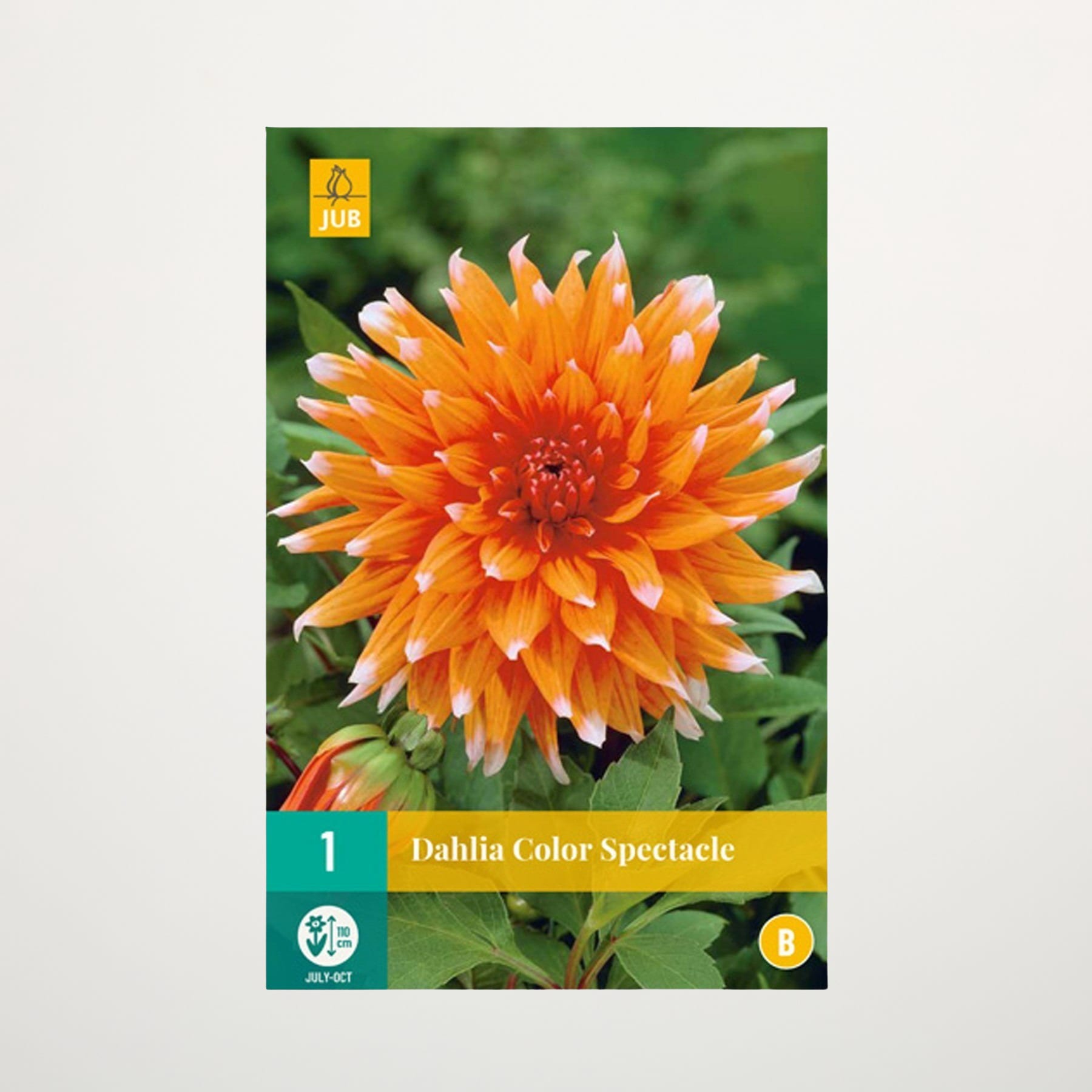 Eine leuchtend orangefarbene Dahlienblüte in voller Blüte hebt sich deutlich von einem verschwommenen grünen Hintergrund ab und präsentiert ihre komplizierten Blütenblätter und ihre bezaubernde Farbe.