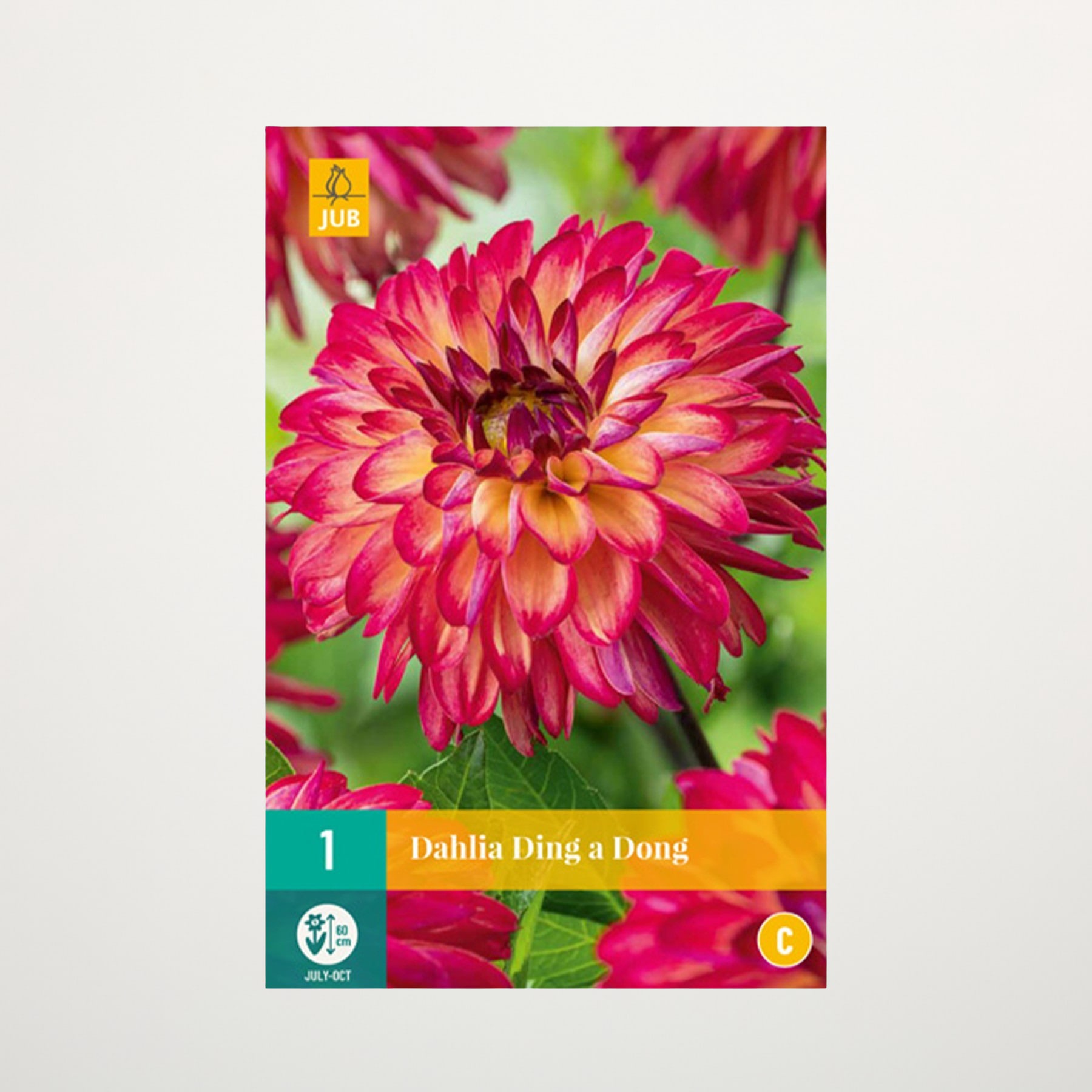 Eine leuchtend rote und orangefarbene Dahlienblüte in voller Blüte hebt sich deutlich von einem unscharfen grünen Hintergrund ab.