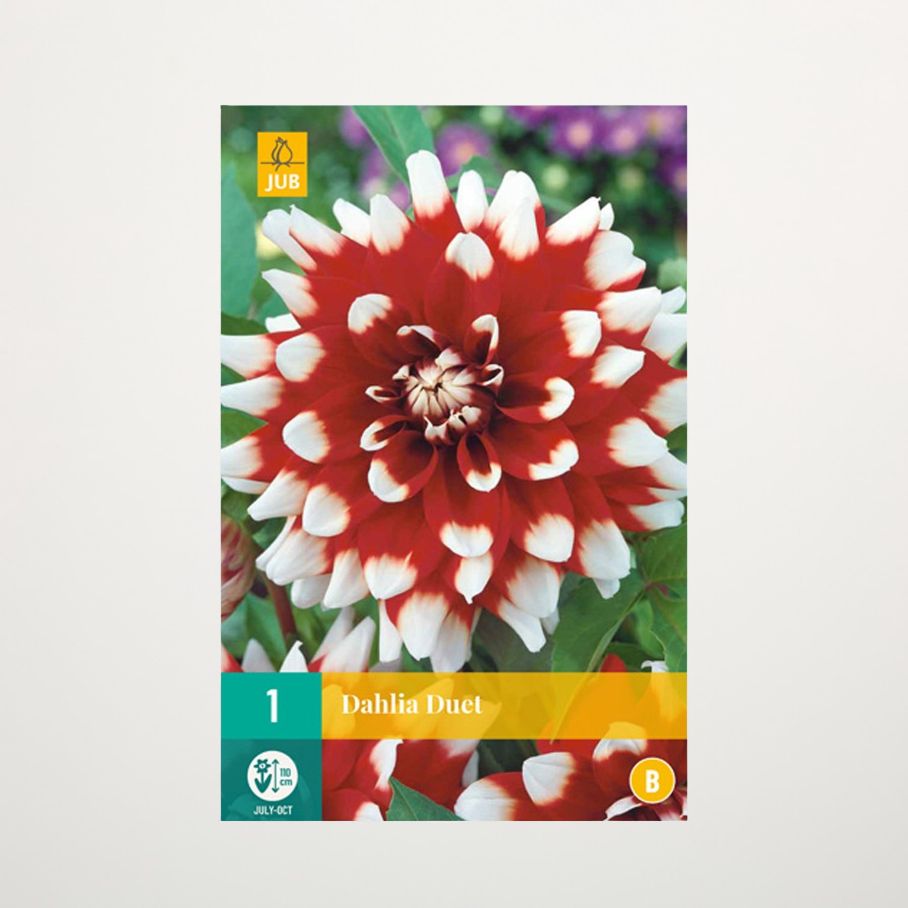 Eine leuchtend rot-weiße Dahlienblüte mit zarten Blütenblättern sticht vor einem verschwommenen grün-violetten Hintergrund hervor.