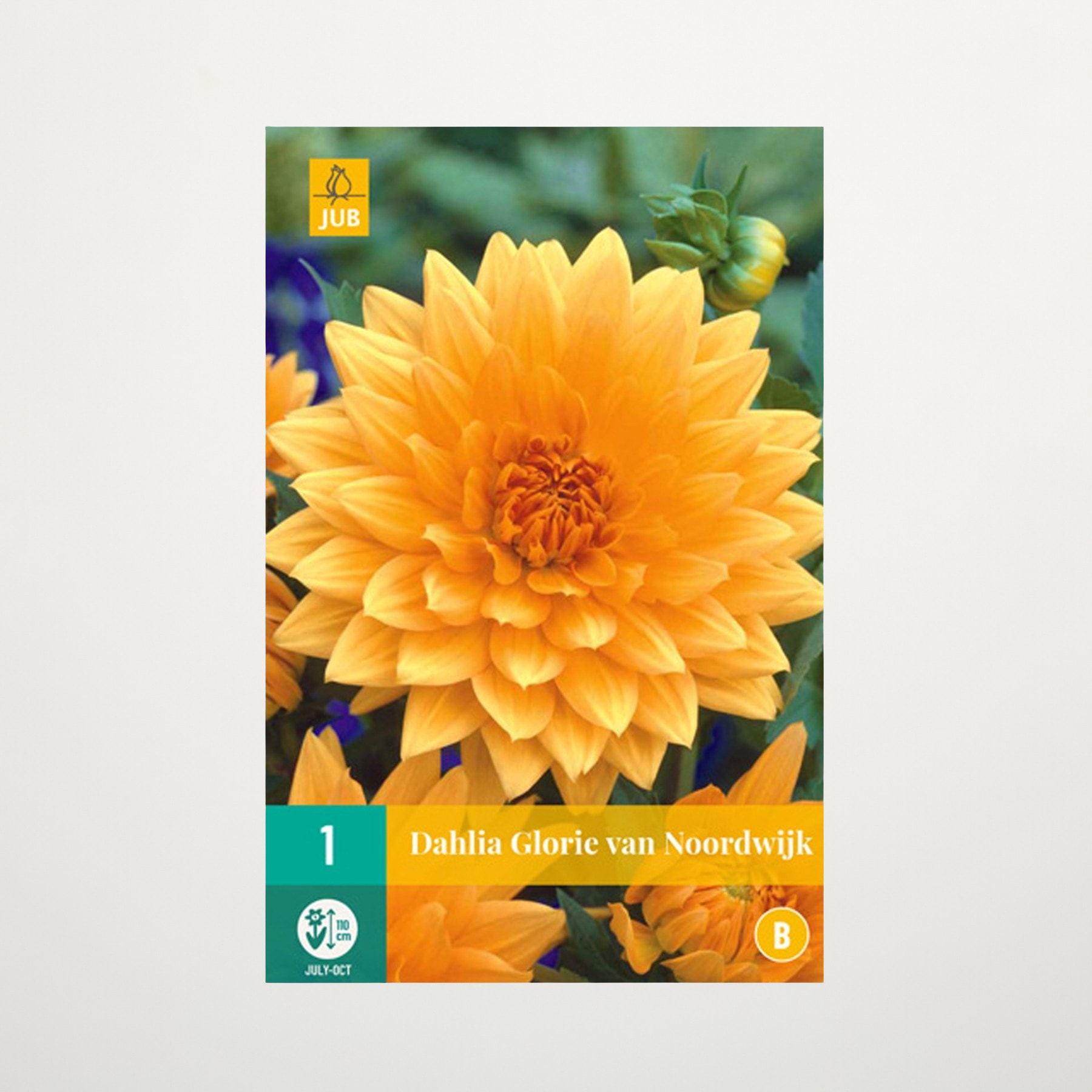 Eine leuchtend goldgelbe Dahlienblüte in voller Blüte, umgeben von üppigem grünem Laub im Hintergrund.