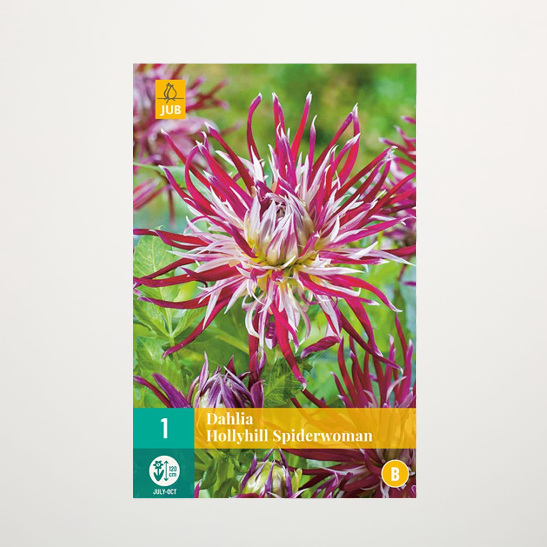 Das Bild zeigt eine leuchtend rosa Dahlienblüte mit zarten, spinnenartigen Blütenblättern vor einem unscharfen, grünen Hintergrund.