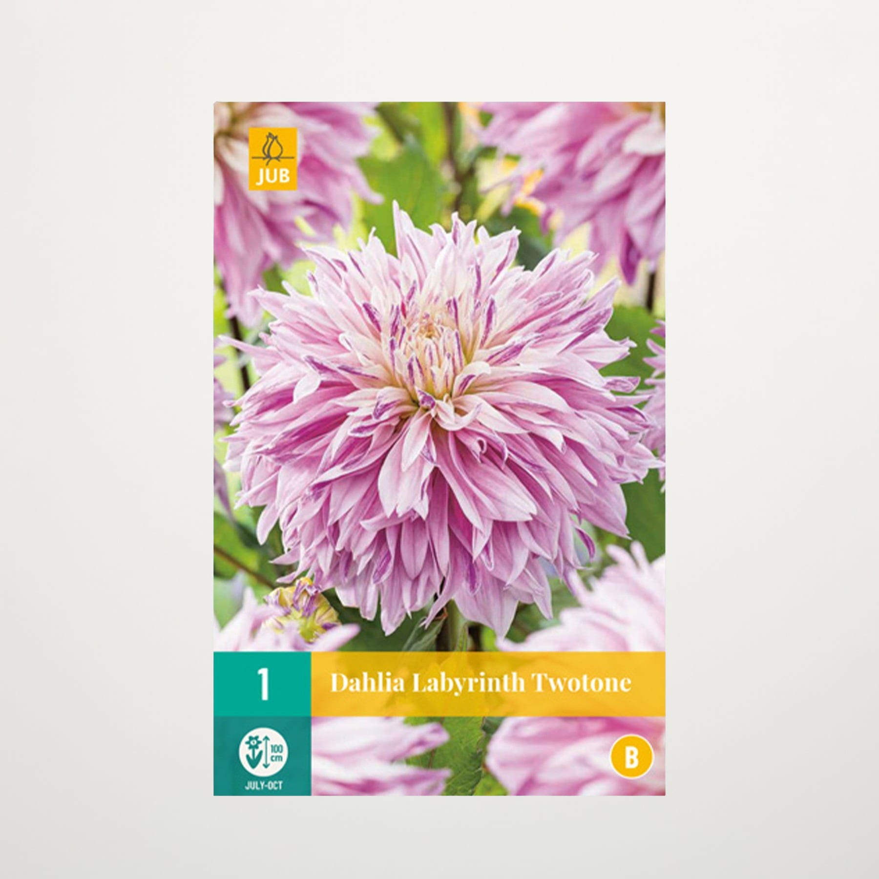 Das Bild zeigt eine leuchtend rosa Dahlienblüte mit zarten, geschichteten Blütenblättern vor einem unscharfen, grünen Hintergrund.