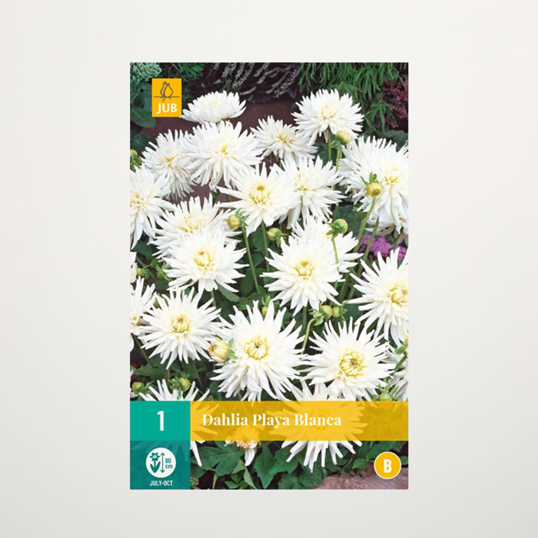 Das Bild zeigt eine leuchtende Pracht weißer Dahlienblüten mit üppigem grünem Laub im Hintergrund.