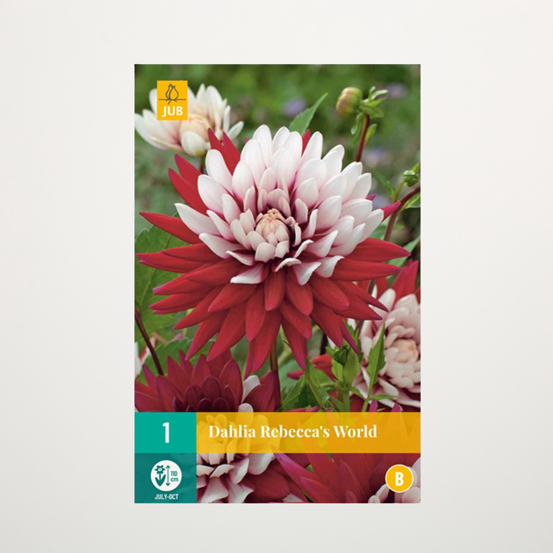 Das Bild zeigt eine leuchtend bunte Dahlienblüte mit zarten Blütenblättern in Rosa- und Rottönen vor einem unscharfen grünen Hintergrund.