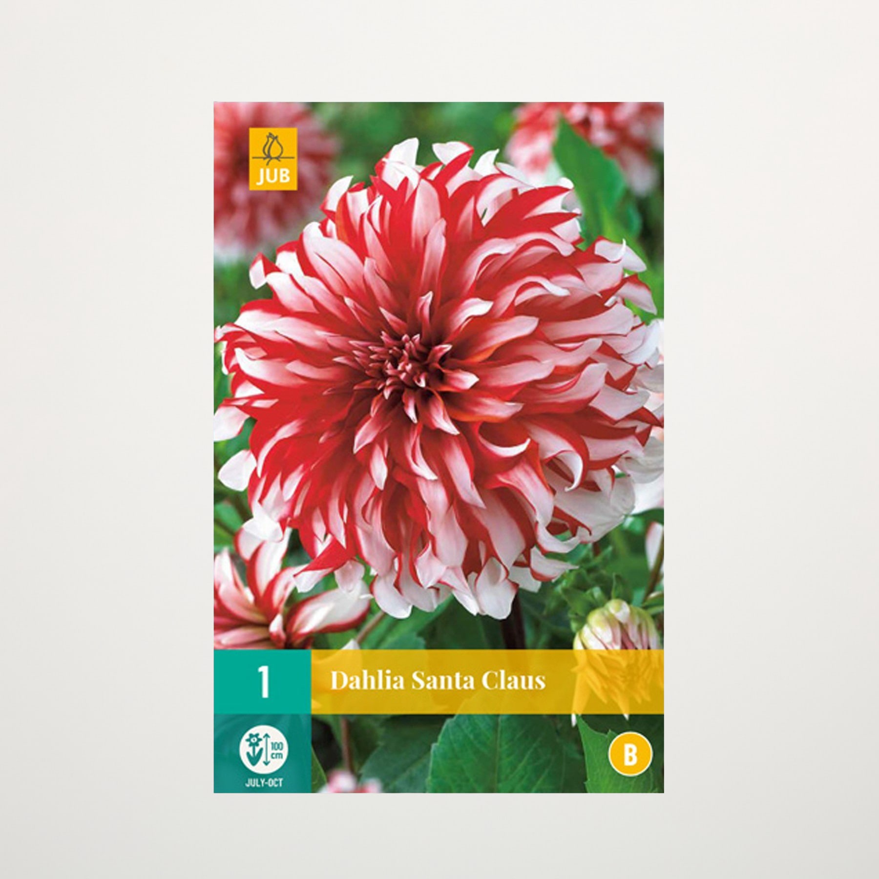 Eine leuchtend rot-weiße Dahlienblüte in voller Blüte vor einem verschwommenen grünen Laubhintergrund.