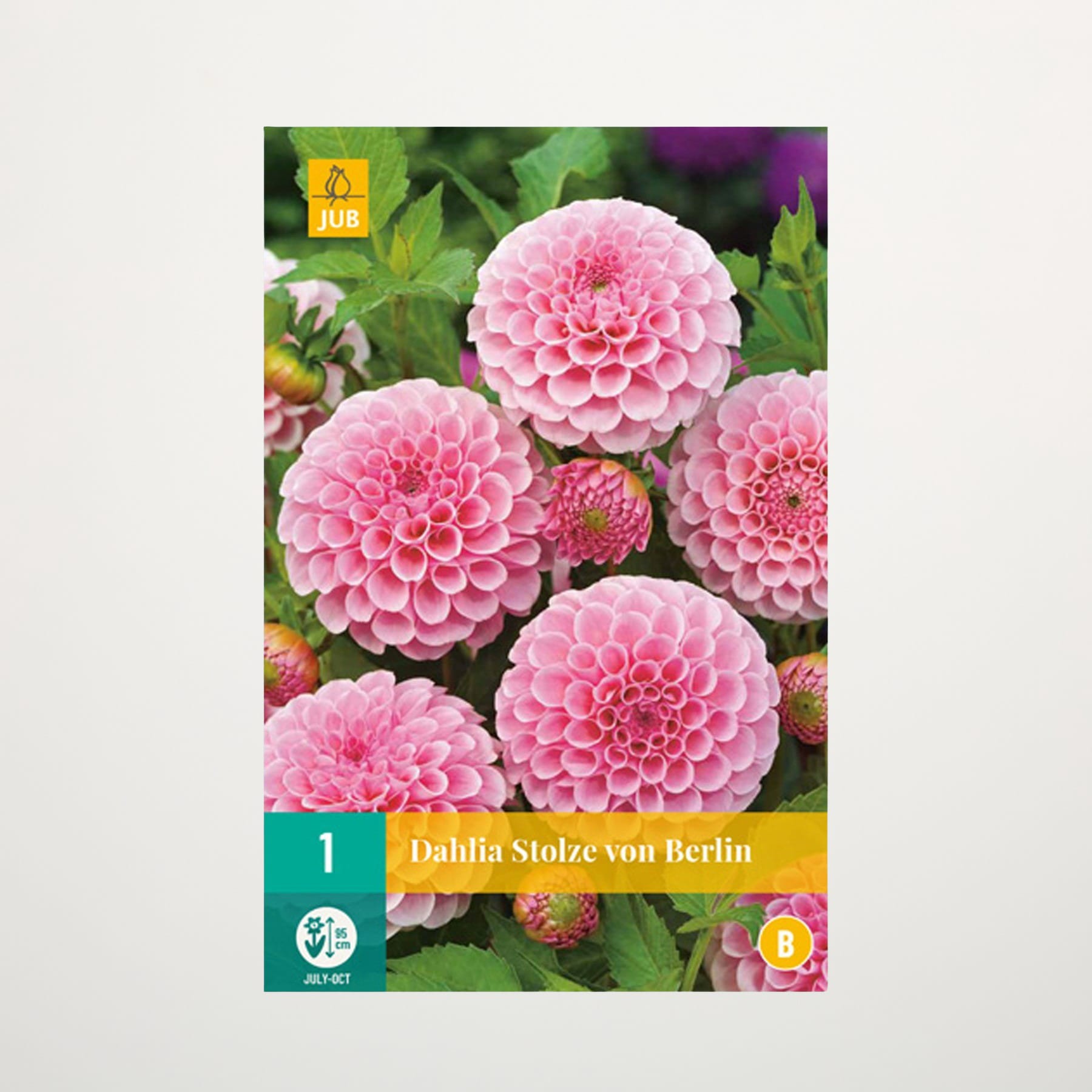 Das Bild zeigt mehrere leuchtend rosa Dahlienblüten, die inmitten üppigen grünen Laubs blühen.