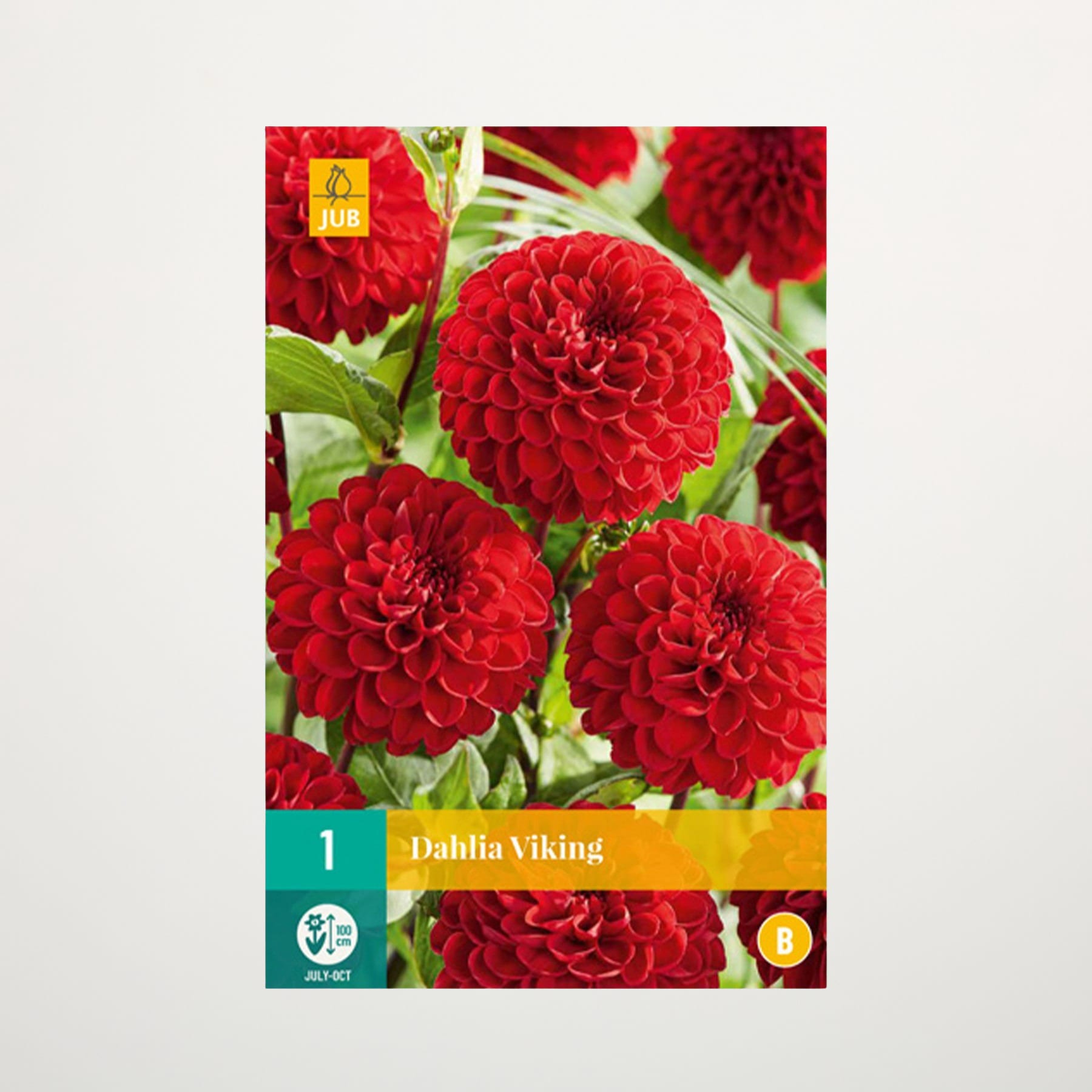 Leuchtend rote Dahlienblüten mit grünem Laub füllen den Rahmen und präsentieren ihre komplizierten, samtigen Blütenblätter vor einem schlichten Hintergrund.