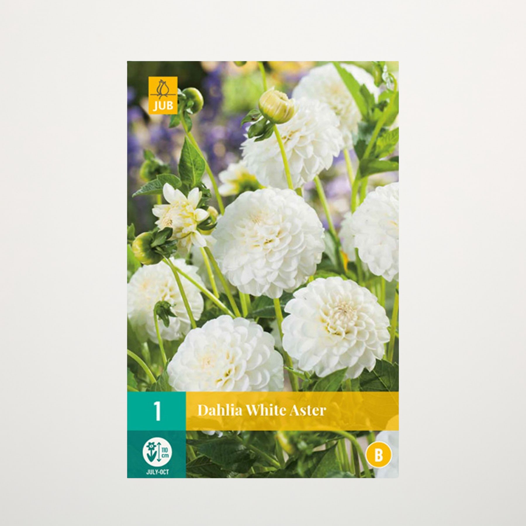 Das Bild zeigt eine Nahaufnahme mehrerer großer, flauschiger weißer Dahlienblüten mit gelber Mitte, umgeben von üppigem grünem Laub vor einem unscharfen natürlichen Hintergrund.