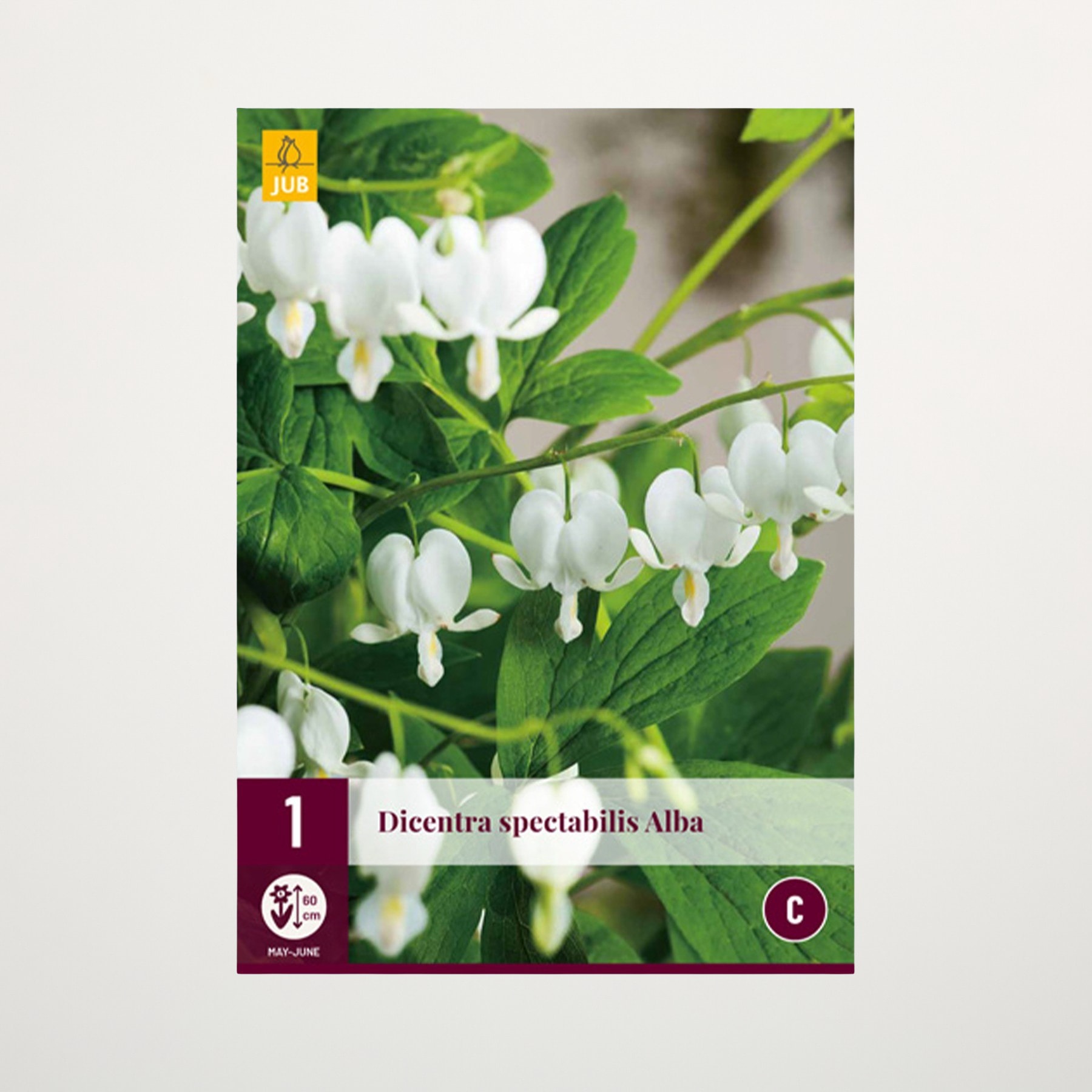 Das Bild zeigt eine Ansammlung zarter, weißer Tränender-Herzen-Blüten mit grünen Blättern vor einem unscharfen natürlichen Hintergrund.