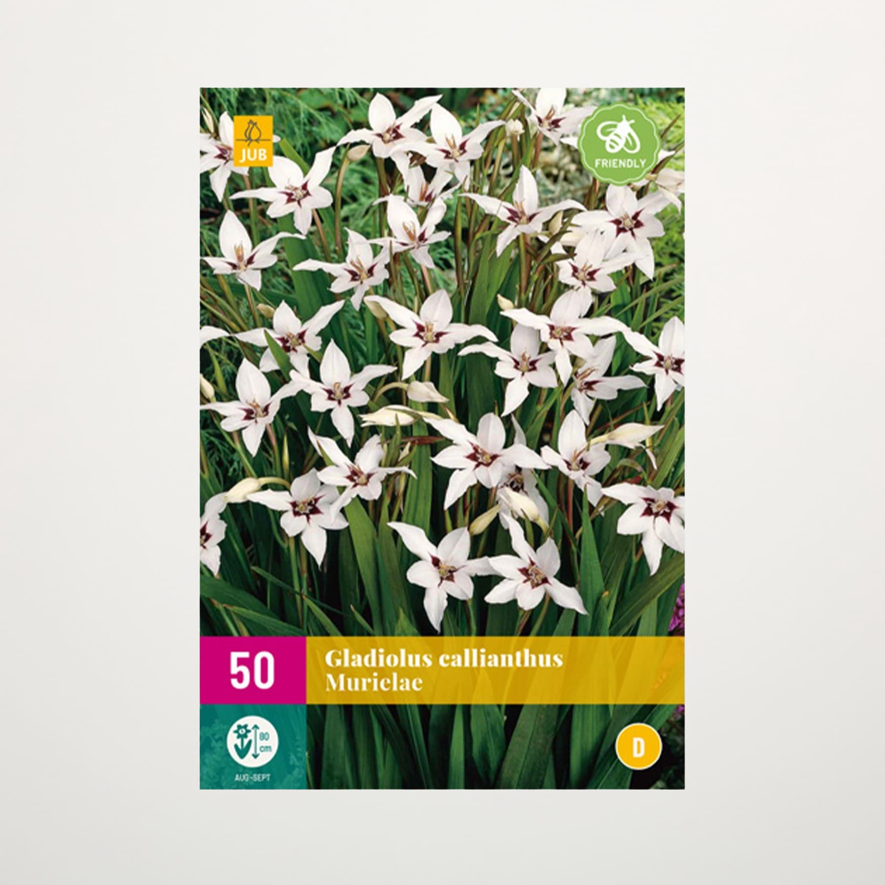 Das Bild zeigt eine leuchtende Pracht weißer und gelber Gladiolenblüten, die inmitten üppiger grüner Blätter blühen.