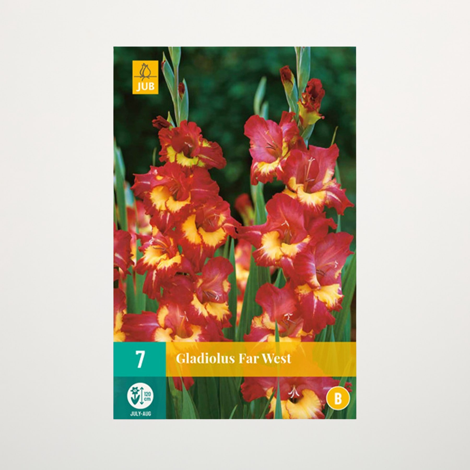 Leuchtend rote und gelbe Gladiolenblüten ragen hoch vor einem verschwommenen grünen Hintergrund empor und ergeben ein eindrucksvolles und farbenfrohes Schauspiel.