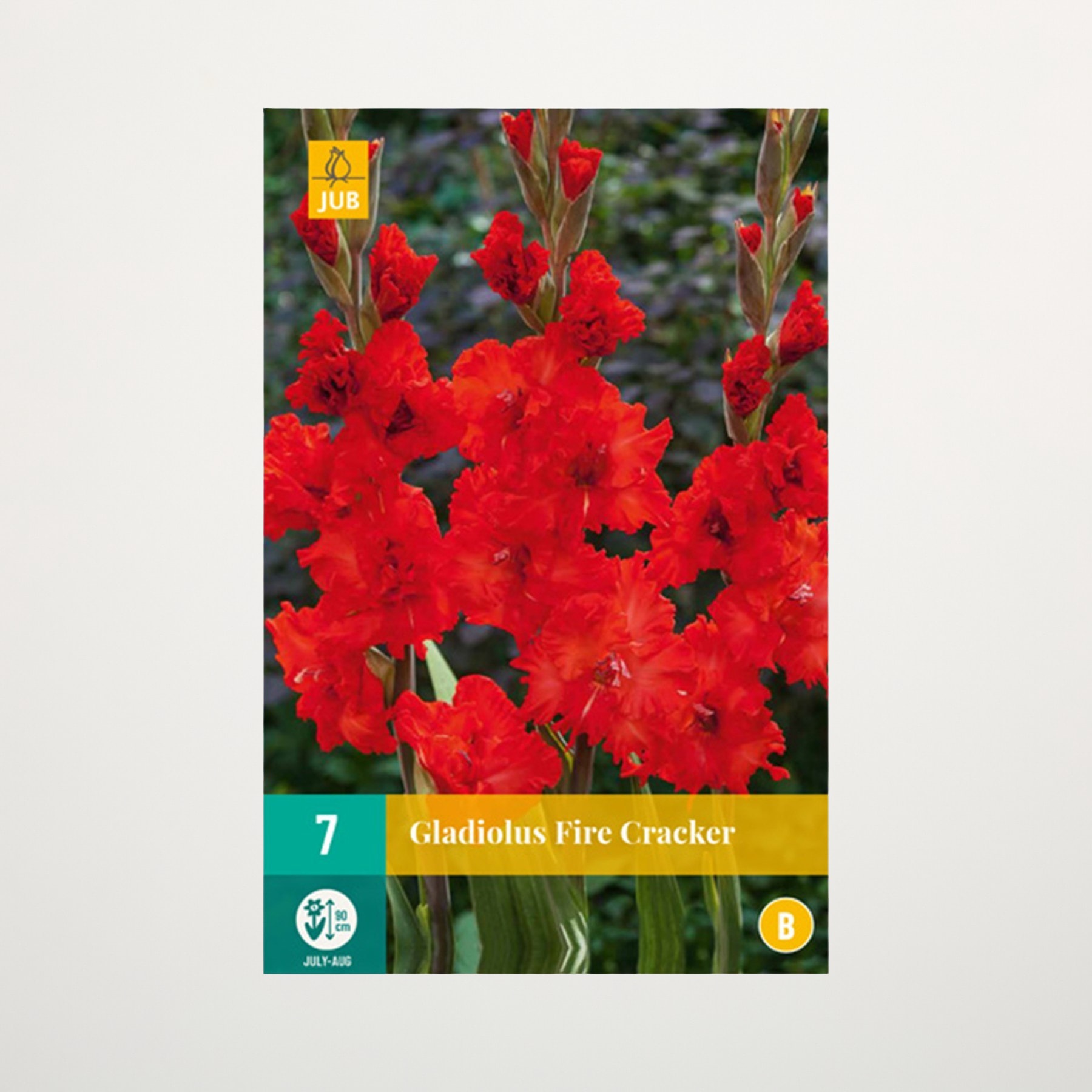 Leuchtend rote Gladiolenblüten im Vordergrund, mit einem unscharfen natürlichen Hintergrund.