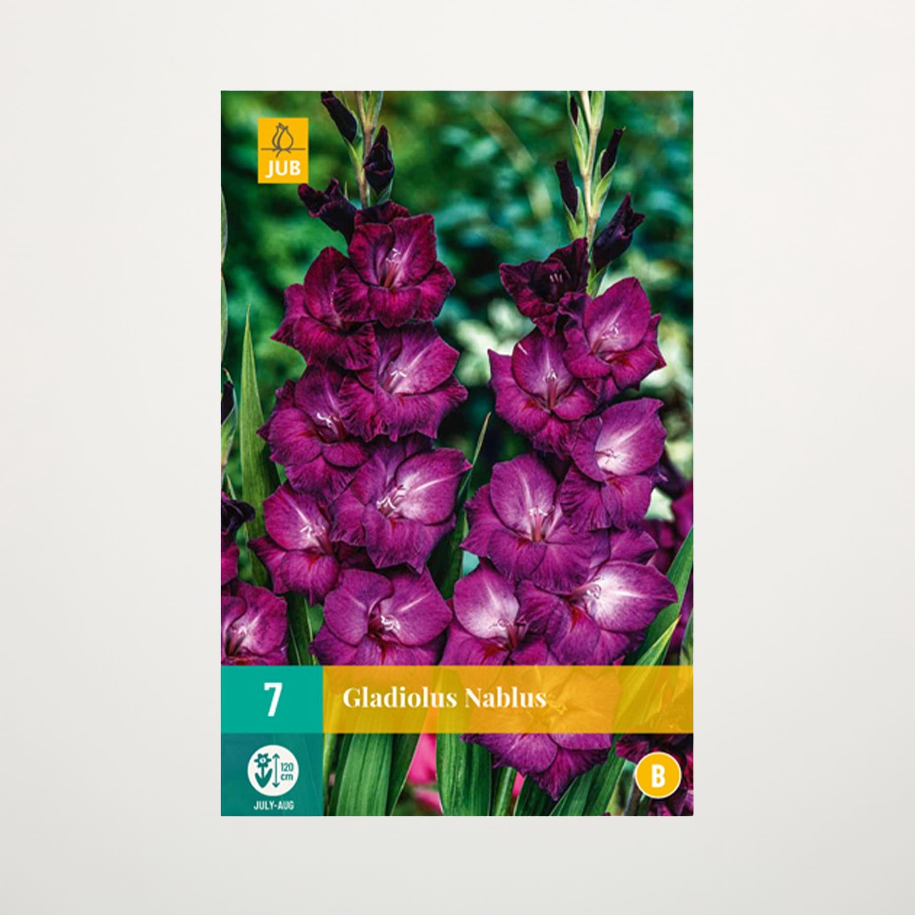 Das Bild zeigt eine leuchtende Ansammlung dunkelvioletter Gladiolenblüten vor einem verschwommenen grünen Laubhintergrund.