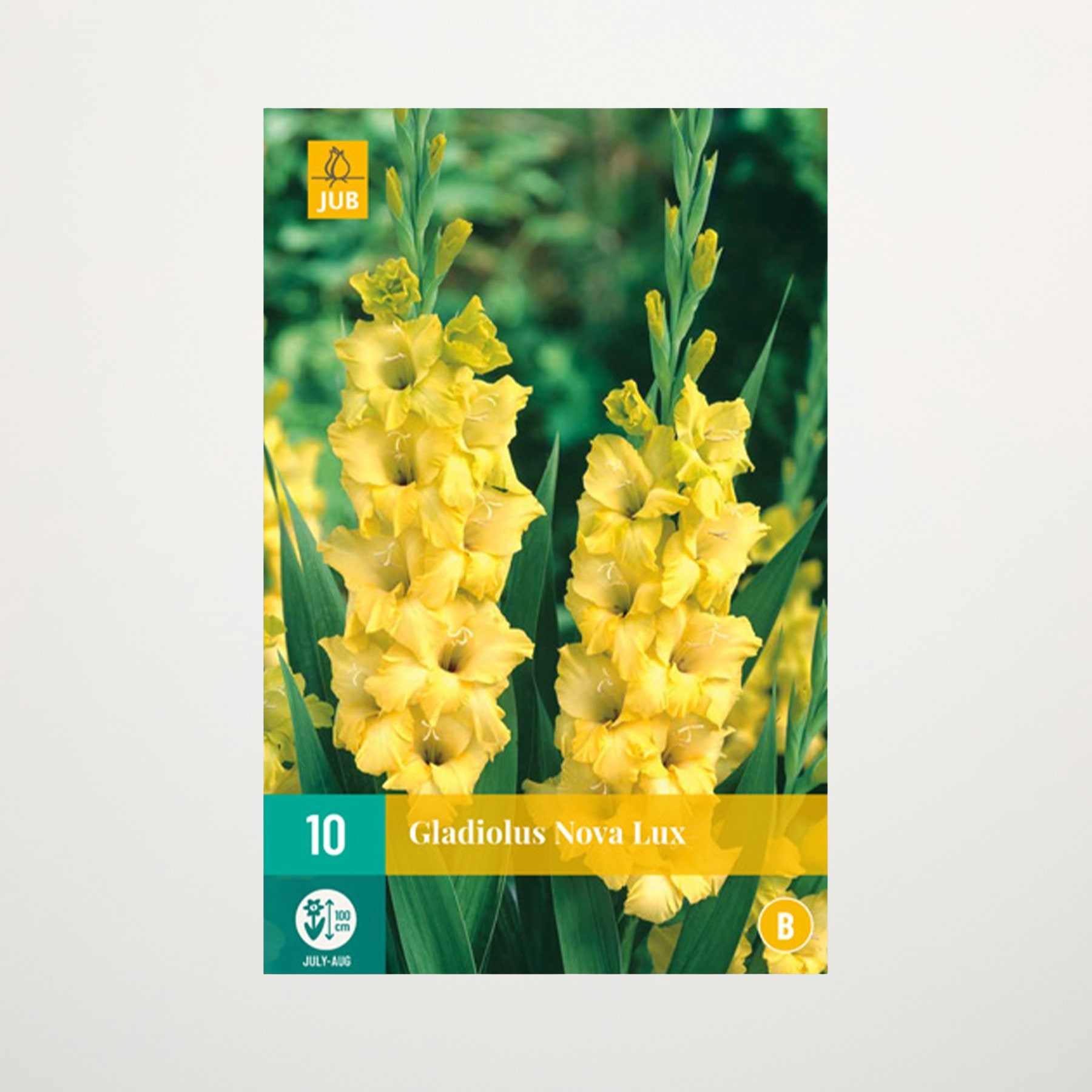Das Bild zeigt eine Nahaufnahme mehrerer leuchtend gelber Gladiolenblüten, die vor einem unscharfen grünen Hintergrund blühen.