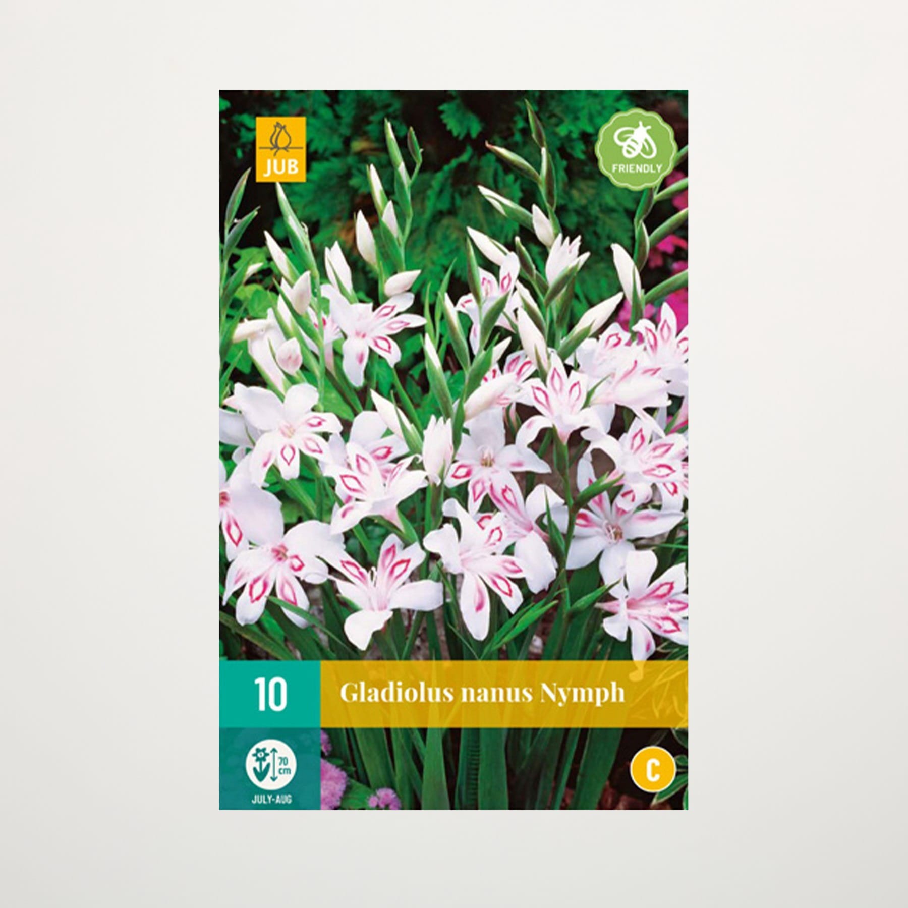 Das Bild zeigt eine leuchtende Pracht rosa und weißer Gladiolenblüten, die vor einem üppigen, grünen Hintergrund blühen.