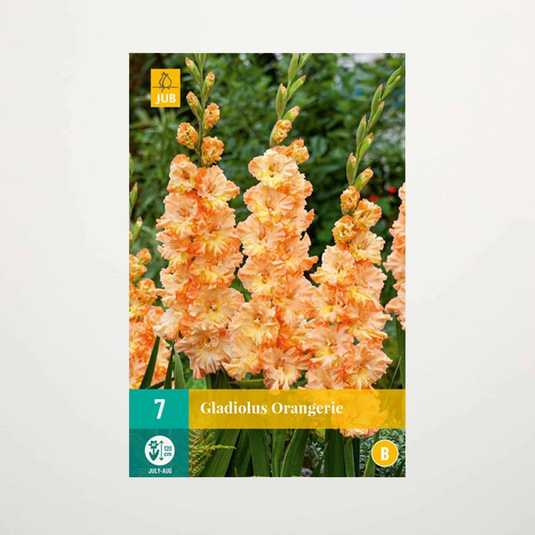 Das Bild zeigt eine Gruppe leuchtend orangefarbener Gladiolenblüten, die inmitten üppiger grüner Blätter blühen. Auf dem Etikett ist die Sorte „Gladiolus Orangerie“ angegeben.