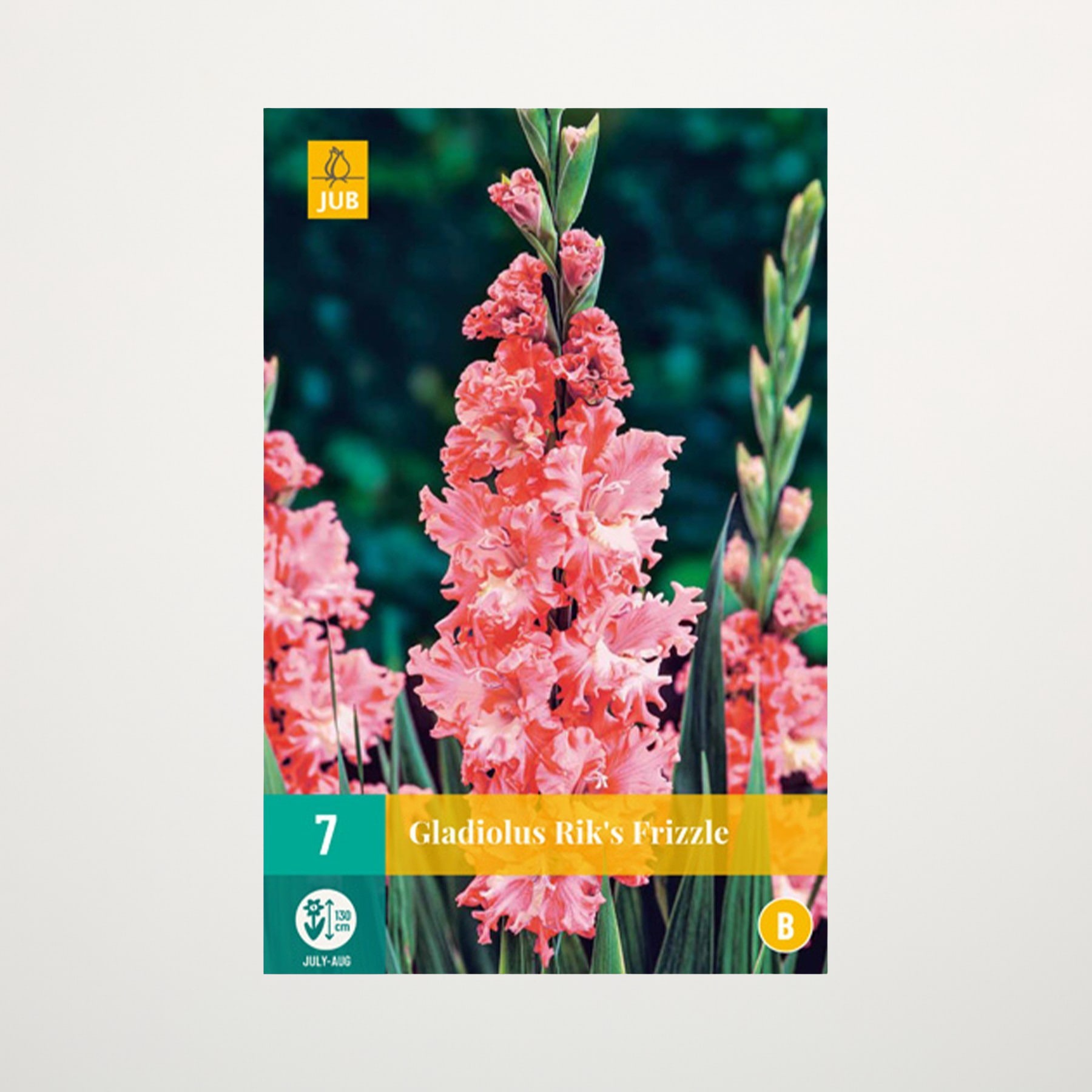 Das Bild zeigt eine leuchtende Ansammlung rosafarbener Gladiolenblüten vor einem verschwommenen grünen Hintergrund mit einem Etikett, das die Sorte als „Gladiolus Rik’s Frizzle“ ausweist.