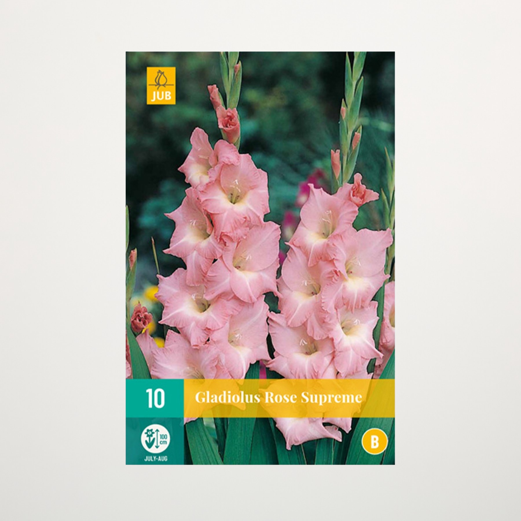 Das Bild zeigt eine Nahaufnahme mehrerer leuchtend rosa Gladiolenblüten vor einem unscharfen grünen Hintergrund.