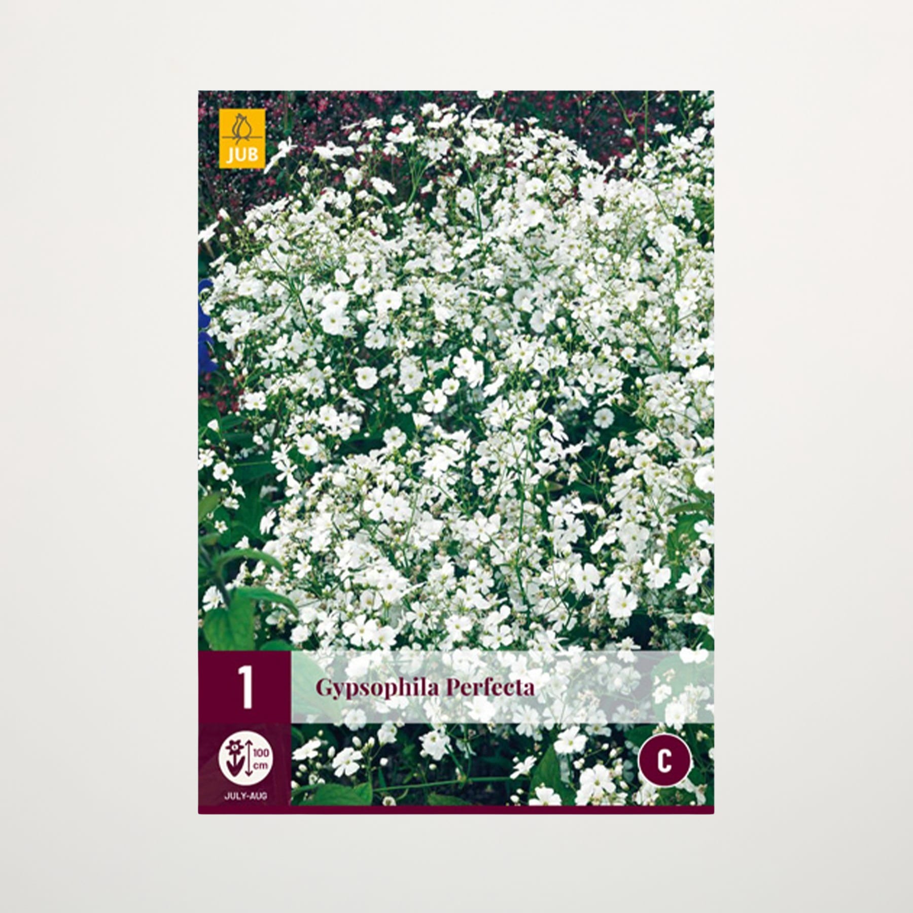 Ein üppiges, grünes Feld ist mit einer Fülle zarter, weißer Blumen bedeckt und schafft so eine bezaubernde und heitere Naturszene.