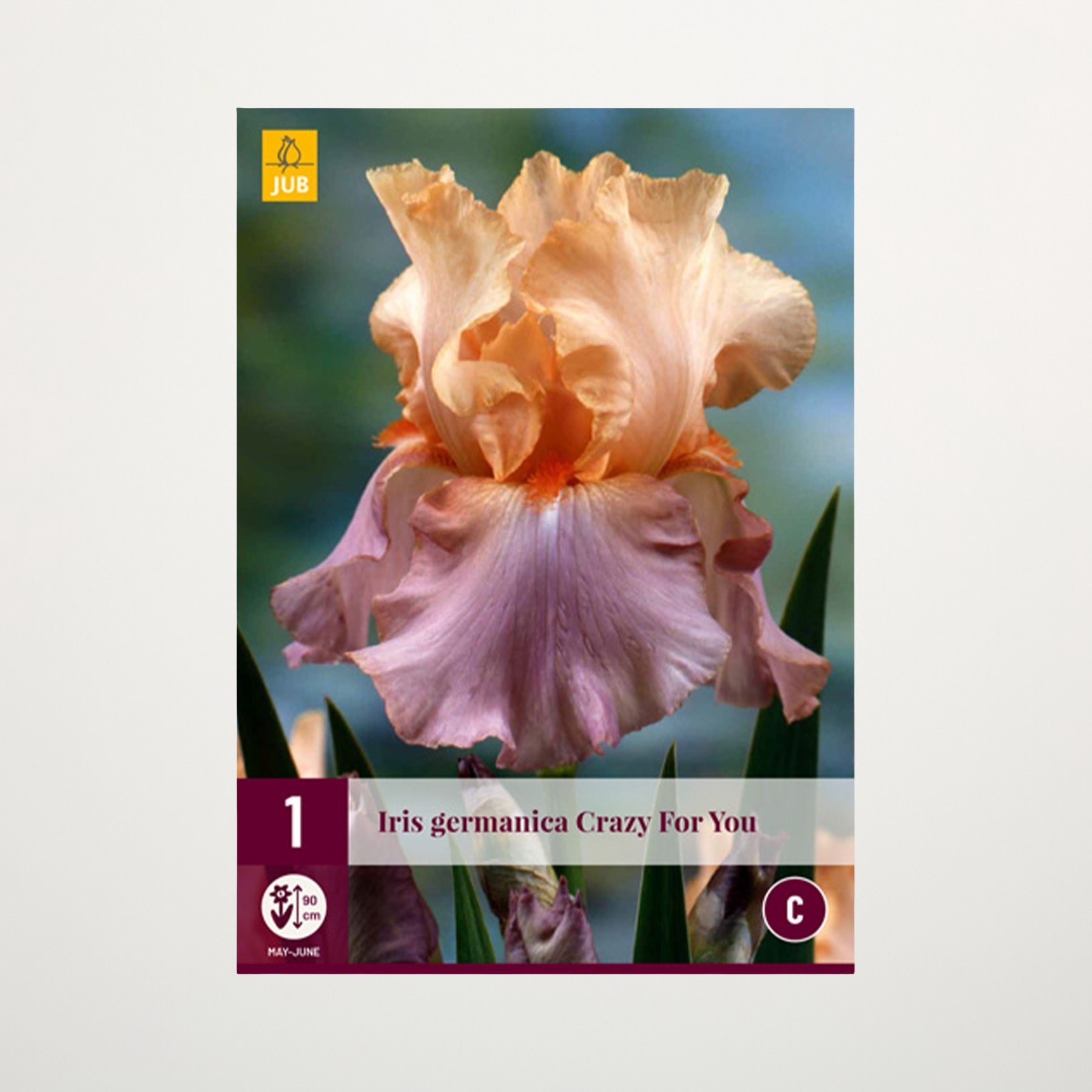 Eine lebendige und bezaubernde Irisblüte in Pfirsich- und Lavendeltönen vor einem verschwommenen grün-blauen Hintergrund.