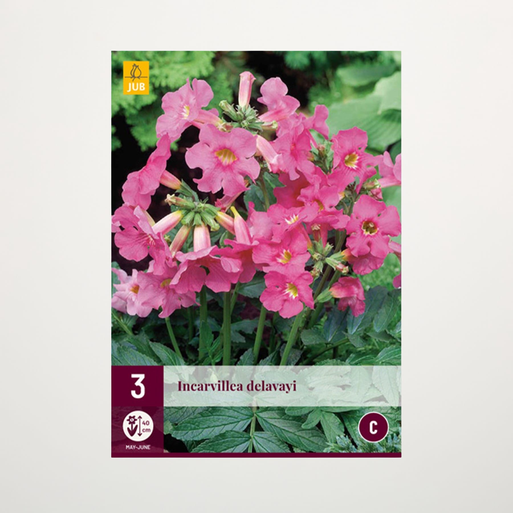 Das Bild zeigt eine leuchtende Pracht rosafarbener Blüten der Art Incarvillea delavayi, die inmitten üppiger grüner Blätter in einer natürlichen Umgebung blühen.