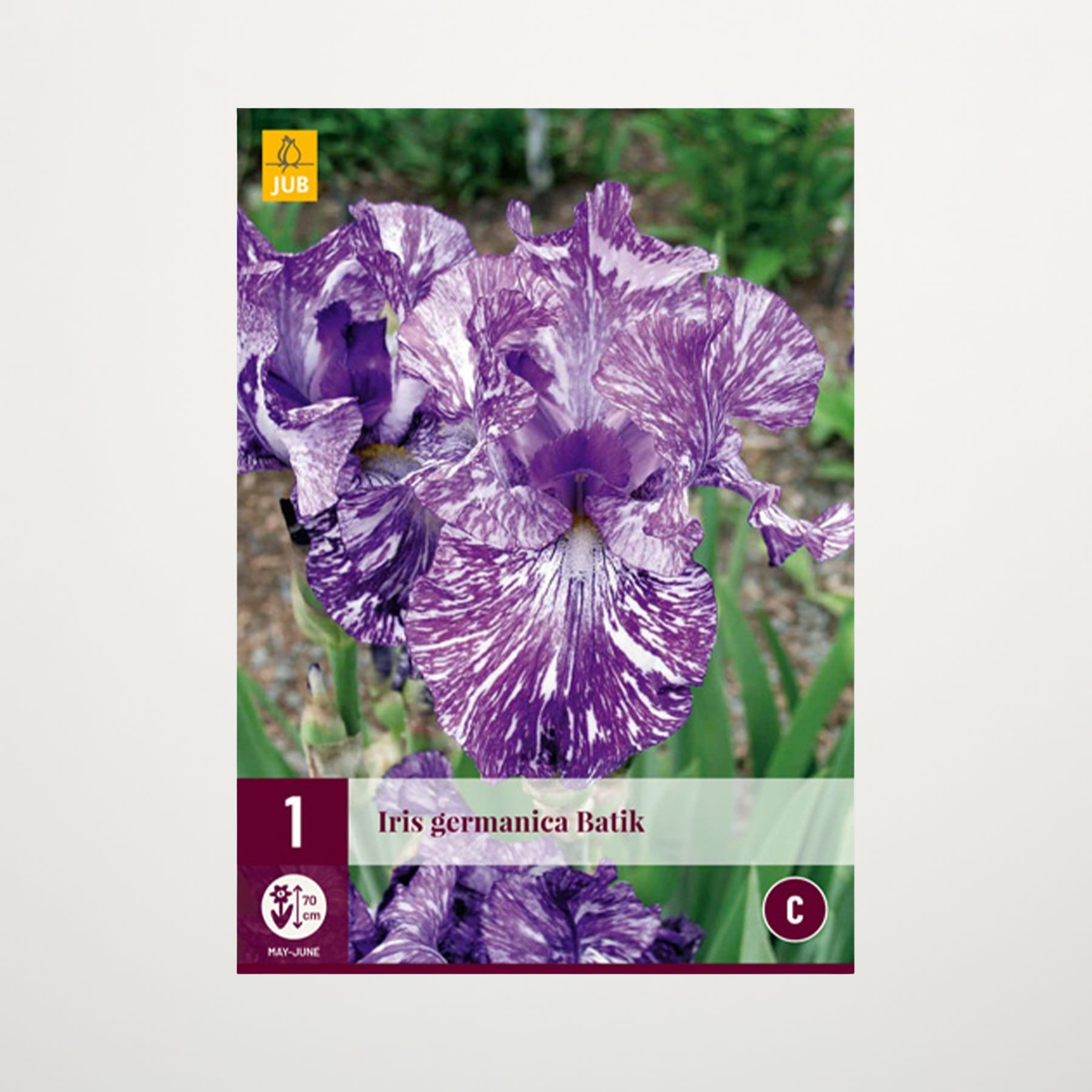 Das Bild zeigt eine Nahaufnahme einer leuchtend violetten Irisblüte mit komplizierten Mustern und Texturen vor einem unscharfen grünen Hintergrund.