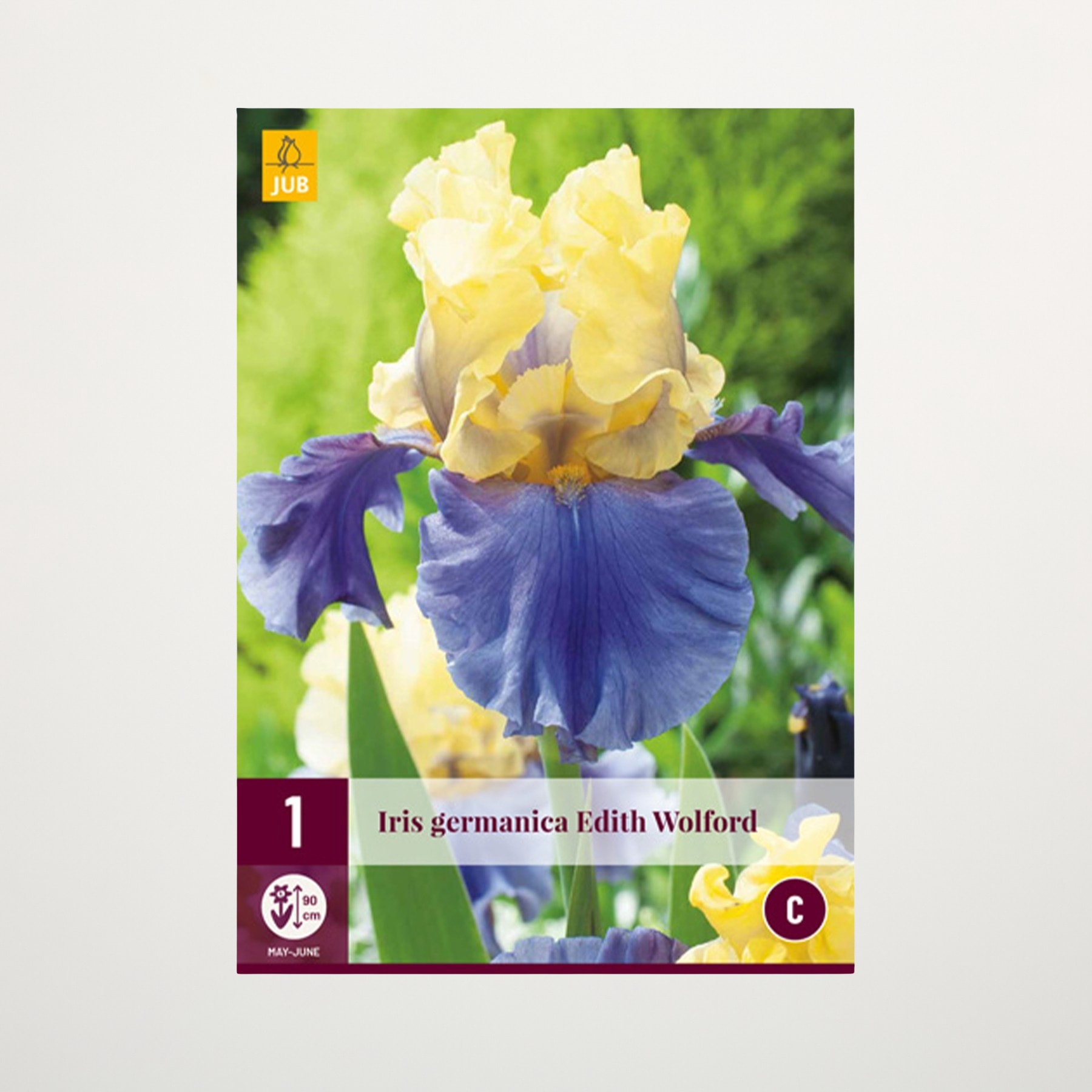 Eine leuchtende Irisblüte mit gelben und violetten Blütenblättern sticht vor einem verschwommenen grünen Hintergrund hervor.