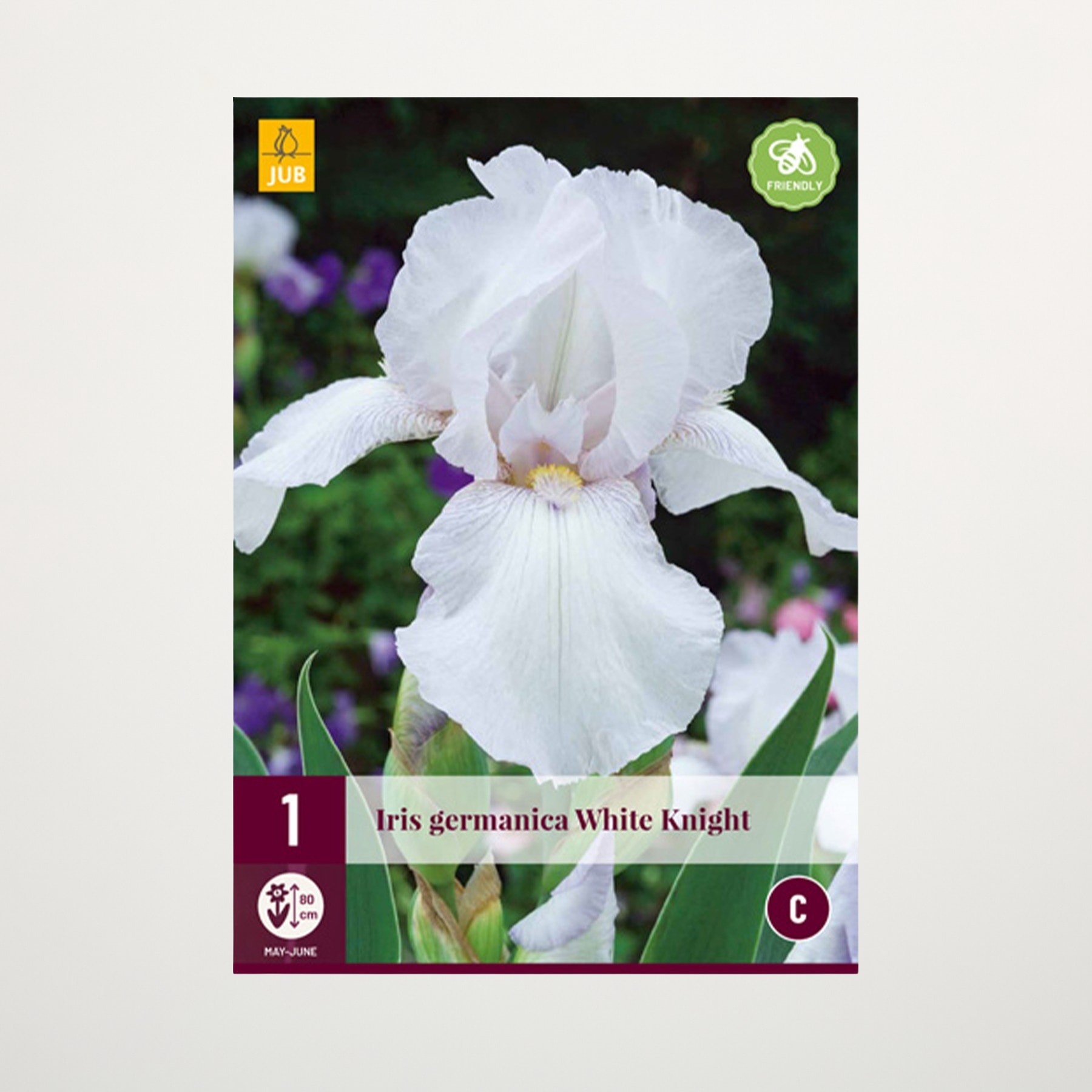 Eine große, weiße Irisblüte mit zarten Blütenblättern sticht vor einem verschwommenen, grün-violetten Hintergrund hervor.