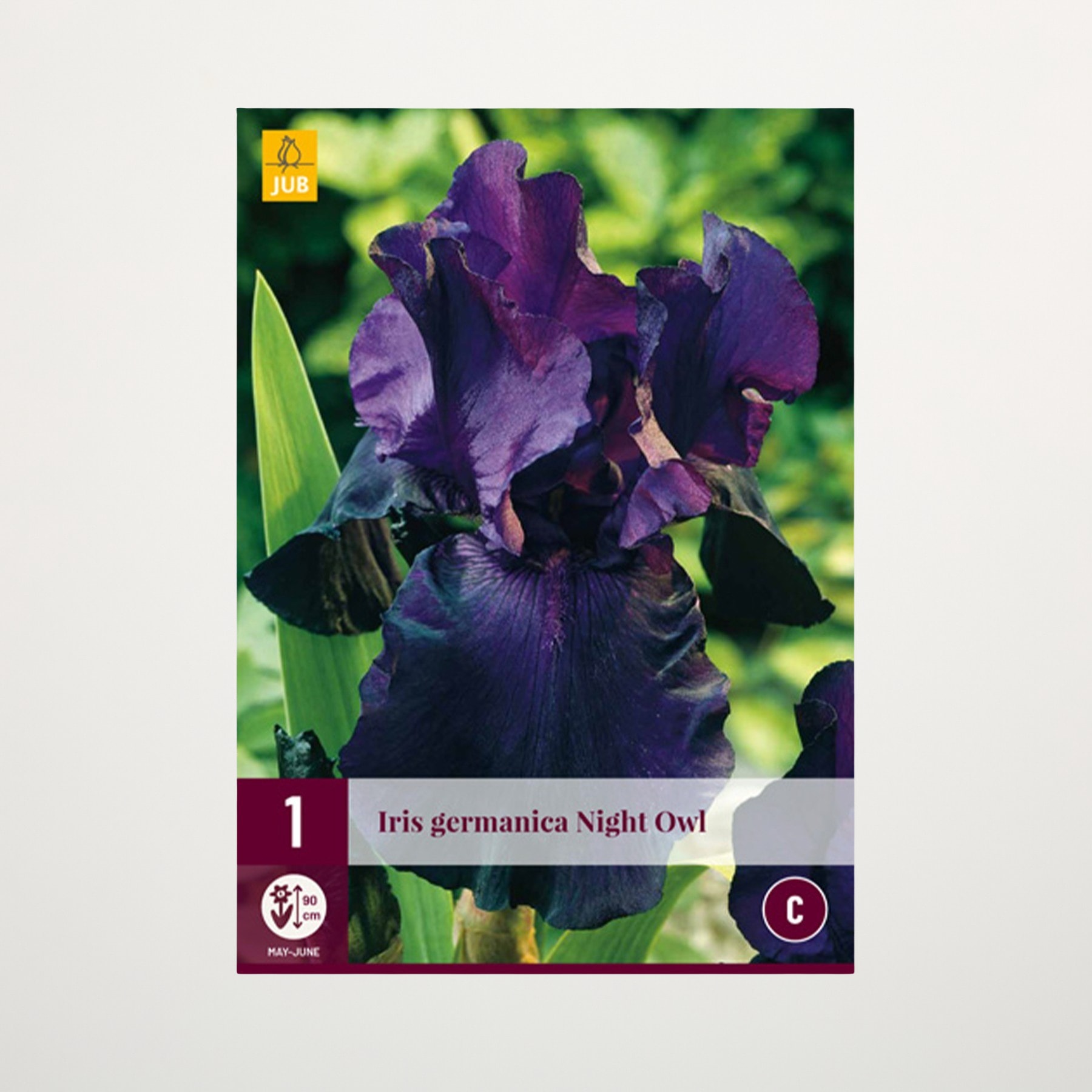 Eine leuchtend violette Irisblüte mit üppigem grünem Laub im Hintergrund.