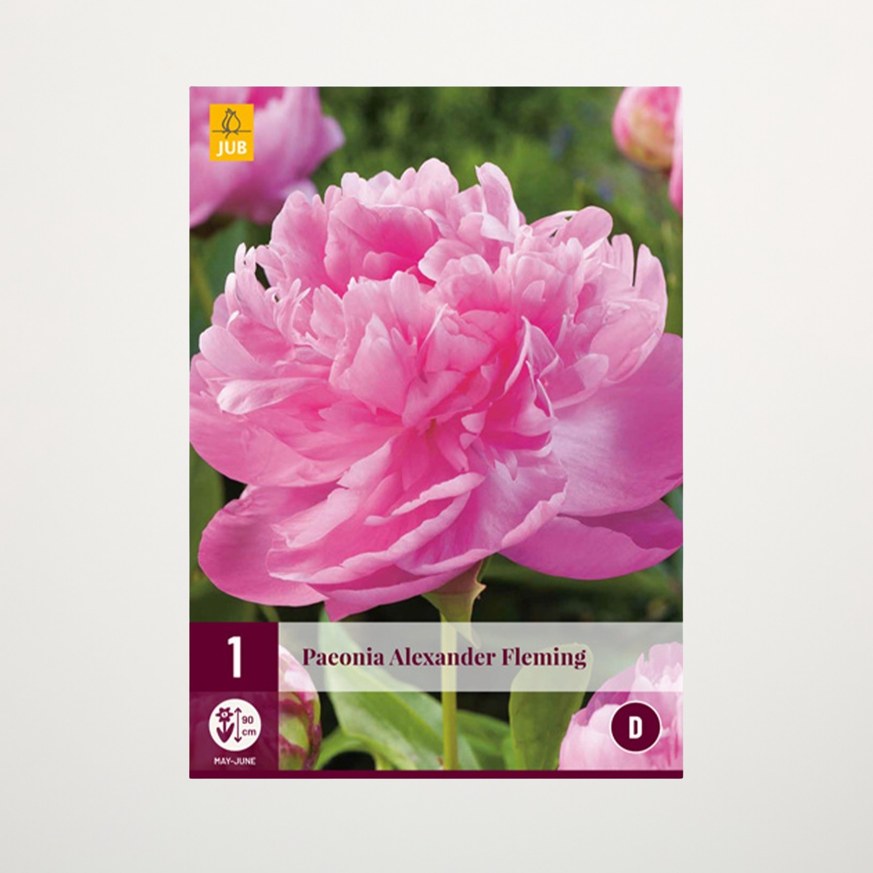 Eine leuchtend rosa Pfingstrosenblüte mit üppigen, zarten Blütenblättern hebt sich deutlich von einem unscharfen, grünen Hintergrund ab und schafft eine optisch beeindruckende und heitere Szene.