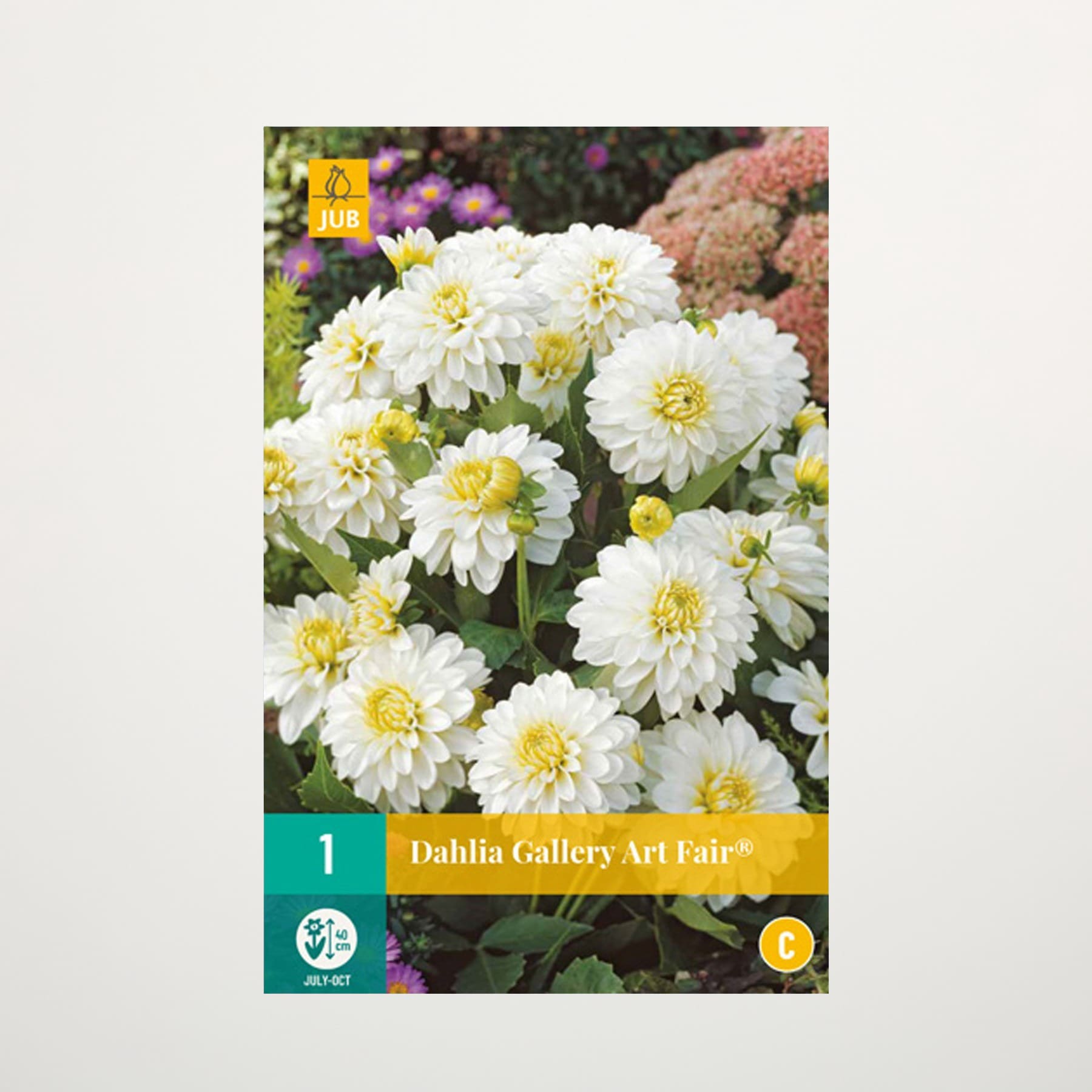 Das Bild zeigt eine leuchtende Pracht weißer und gelber Dahlienblüten in einer Gartenumgebung, umgeben von üppigem Grün und anderen farbenfrohen Blüten.