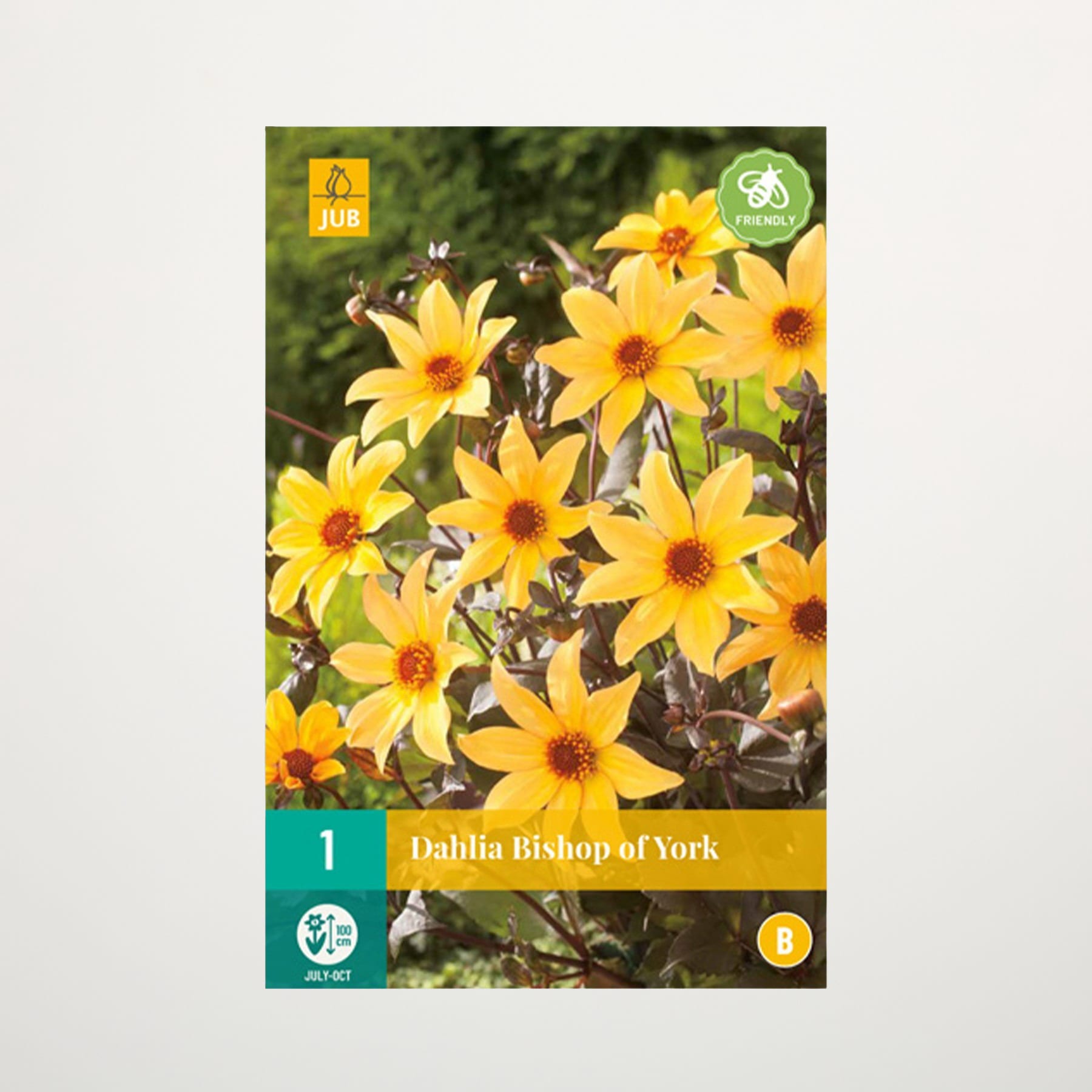 Das Bild zeigt eine Ansammlung leuchtend gelber Dahlienblüten mit dunkler Mitte, umgeben von üppigem grünem Laub im Hintergrund.