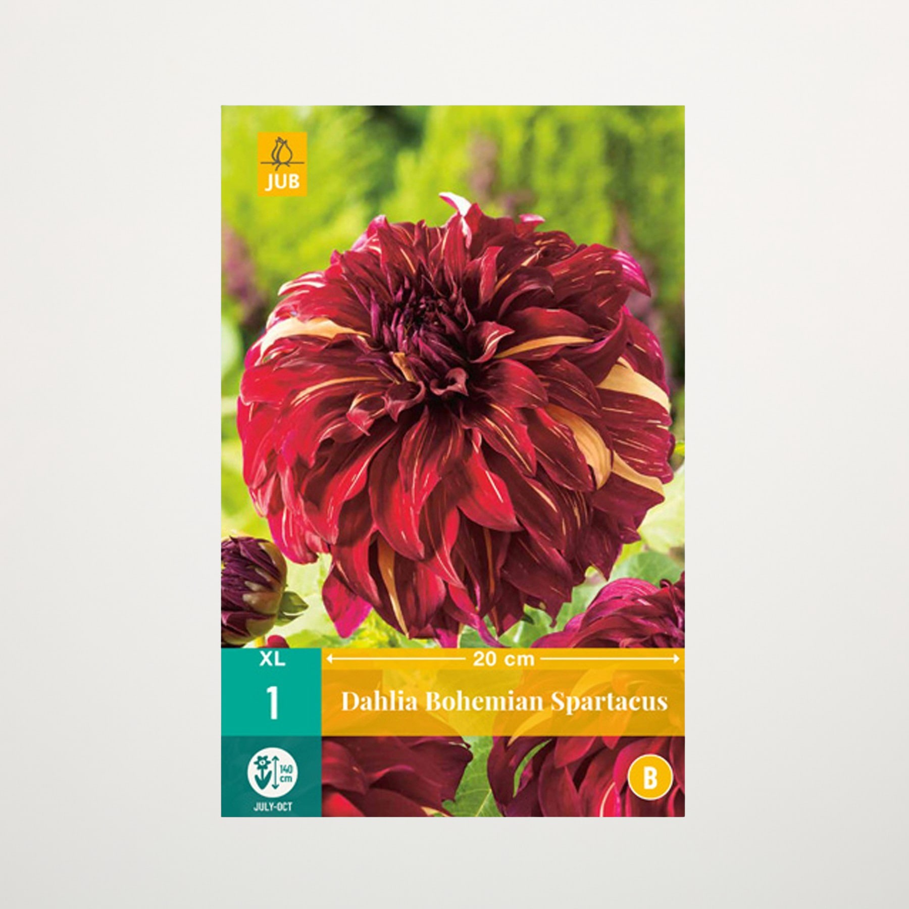 Das Bild zeigt eine leuchtend tiefrote Dahlienblüte mit üppigen, samtigen Blütenblättern vor einem unscharfen grünen Hintergrund, wodurch ein auffälliger und optisch ansprechender Kontrast entsteht.