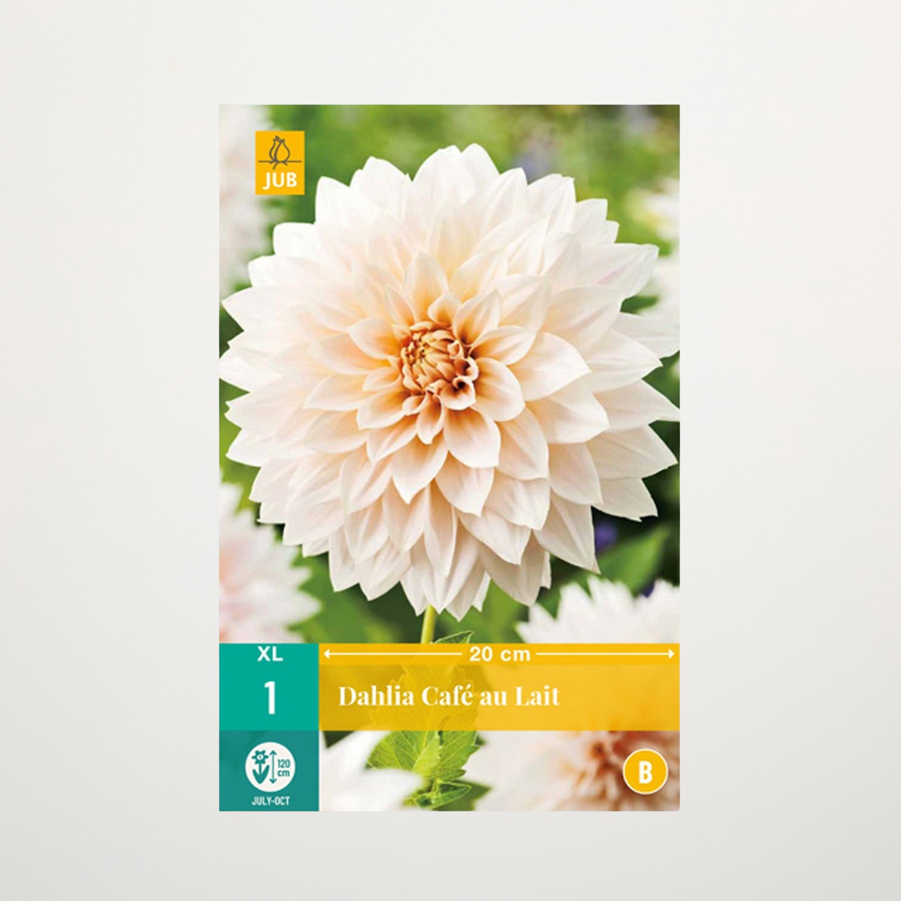 Eine große, blassrosa Dahlienblüte mit zarten Blütenblättern sticht vor einem verschwommenen grünen Hintergrund hervor.
