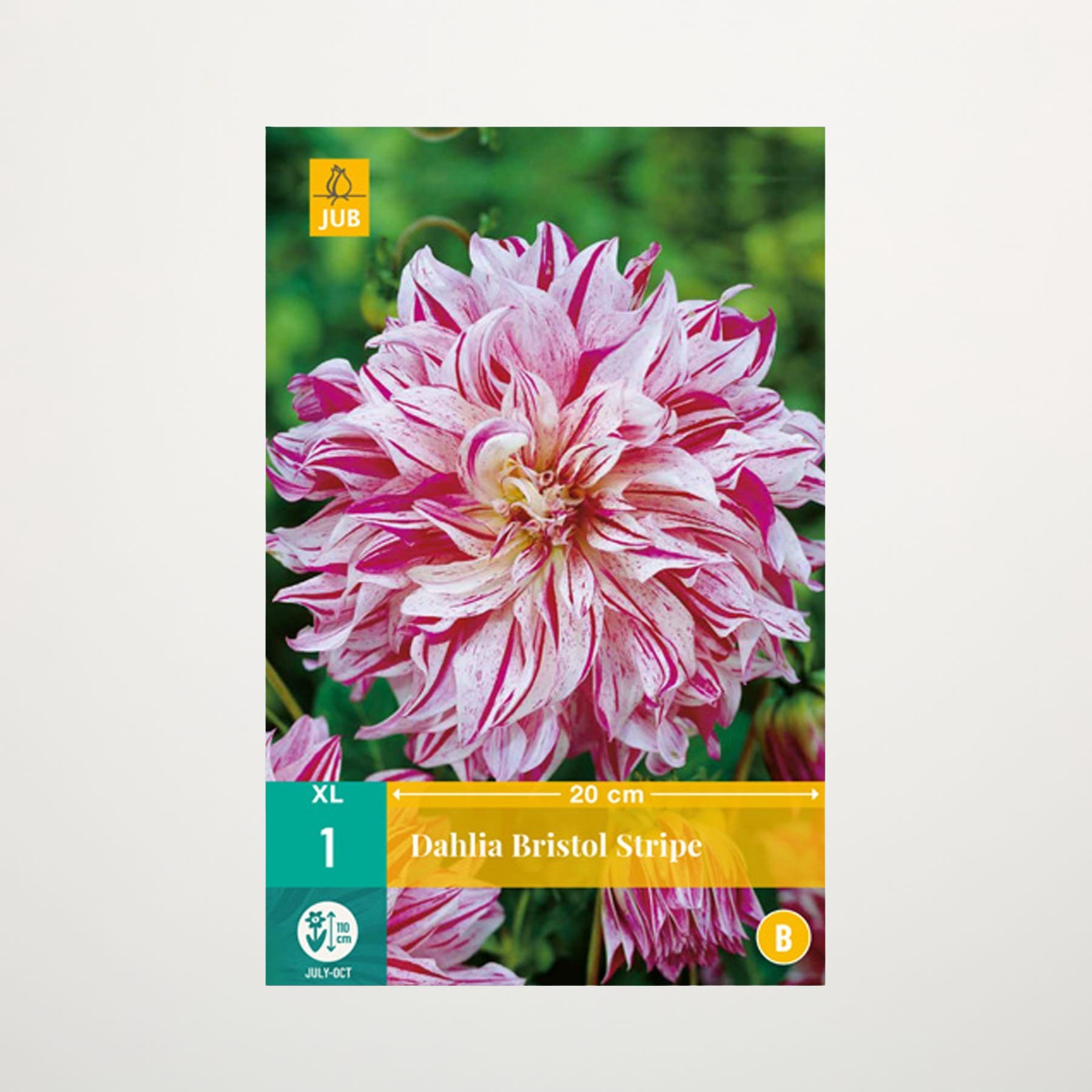 Eine leuchtend rosa Dahlienblüte mit zarten, geschichteten Blütenblättern hebt sich deutlich von einem unscharfen, grünen Hintergrund ab.