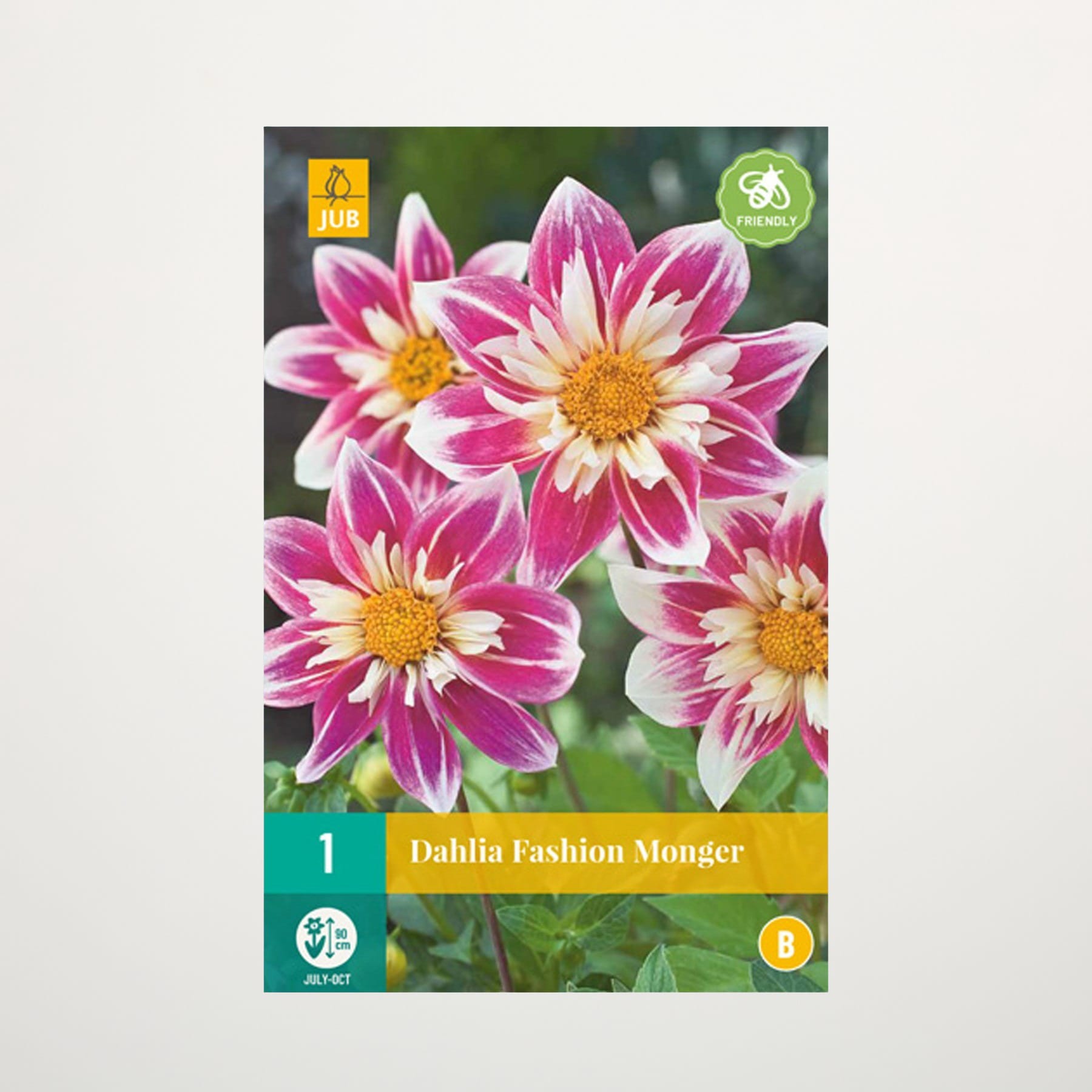 Das Bild zeigt mehrere leuchtend rosa und weiße Dahlienblüten mit gelber Mitte vor einem unscharfen grünen Hintergrund.