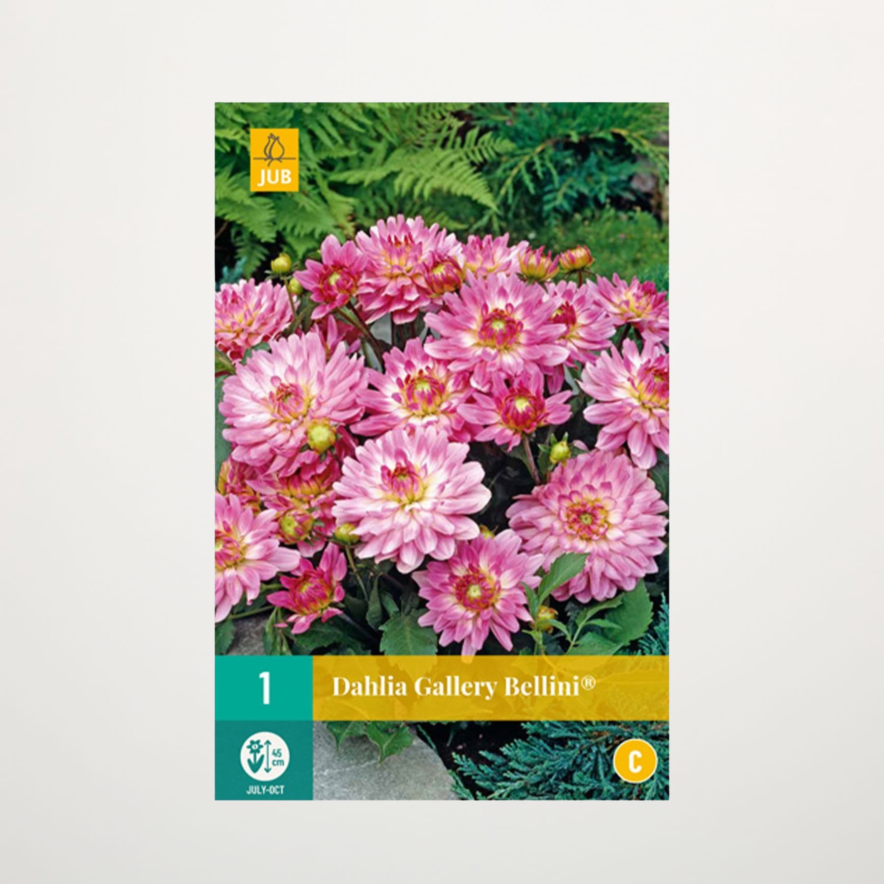 Das Bild zeigt im Vordergrund eine leuchtende Pracht rosa Dahlienblüten, umgeben von üppigem grünem Laub im Hintergrund.