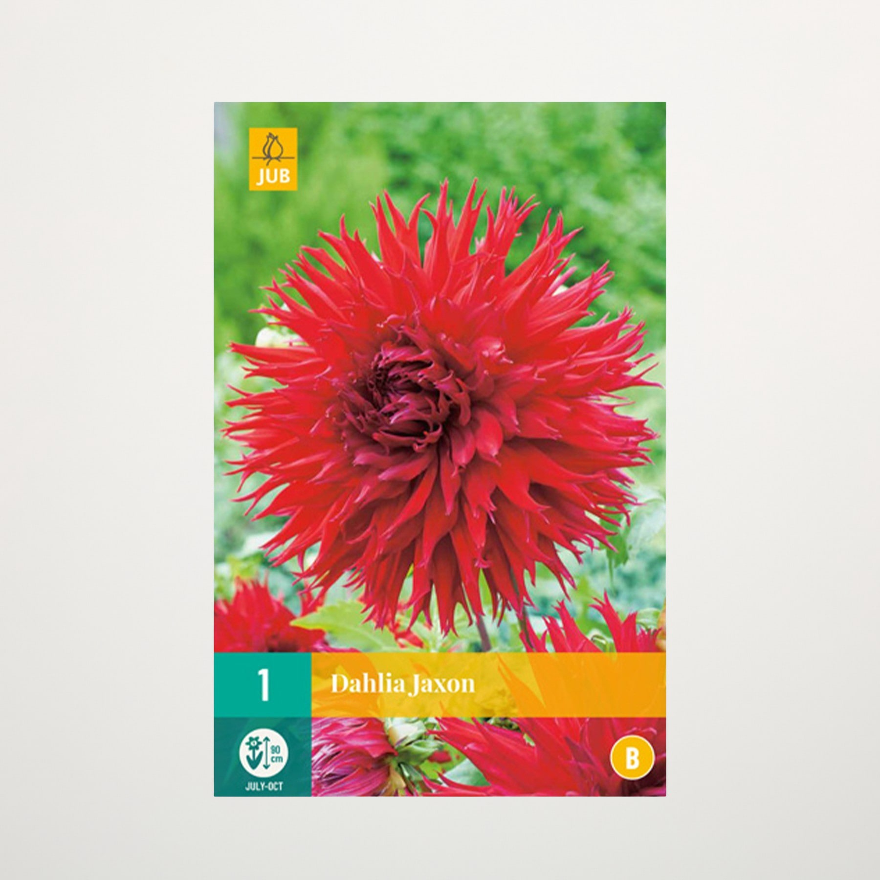 Eine leuchtend rote Dahlienblüte mit kunstvollen Blütenblättern hebt sich deutlich von einem verschwommenen grünen Hintergrund ab und erzeugt einen auffälligen visuellen Kontrast.